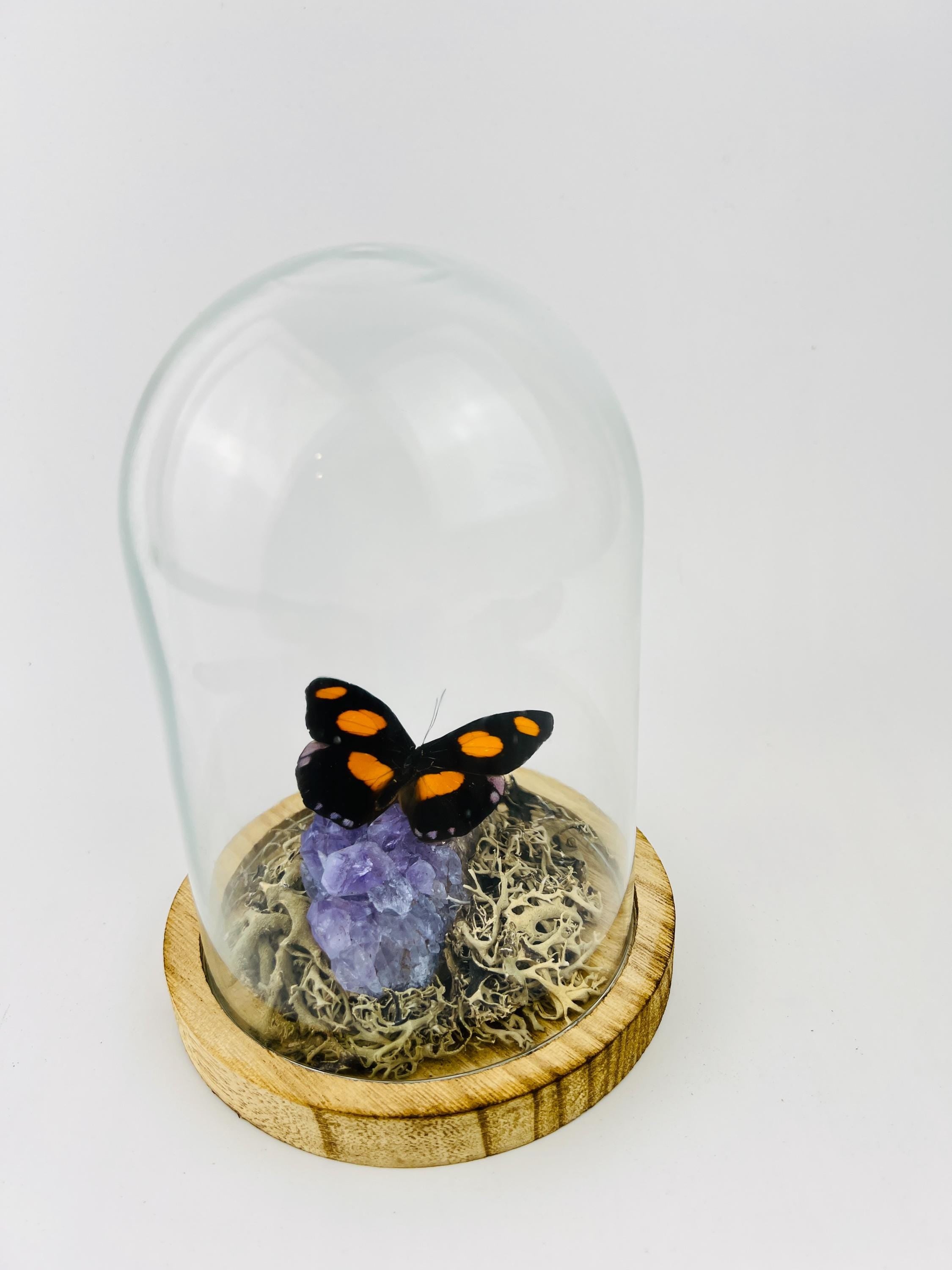 Real butterfly Catonephele Numilia on amethyst in dome (17x13 cm)