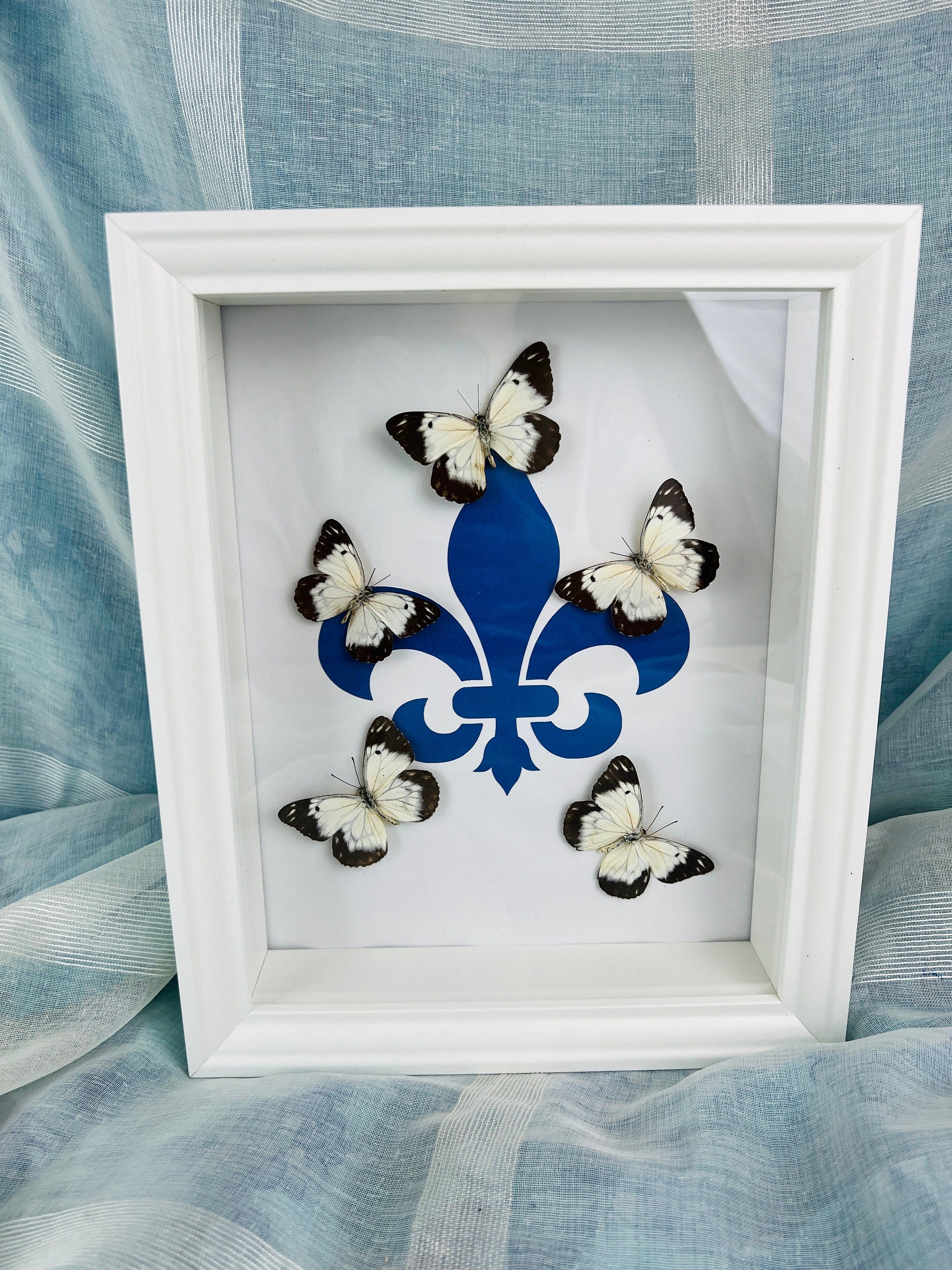 Echte vlinders | Belenois op Fleur de Lis print in lijst (28x23cm)