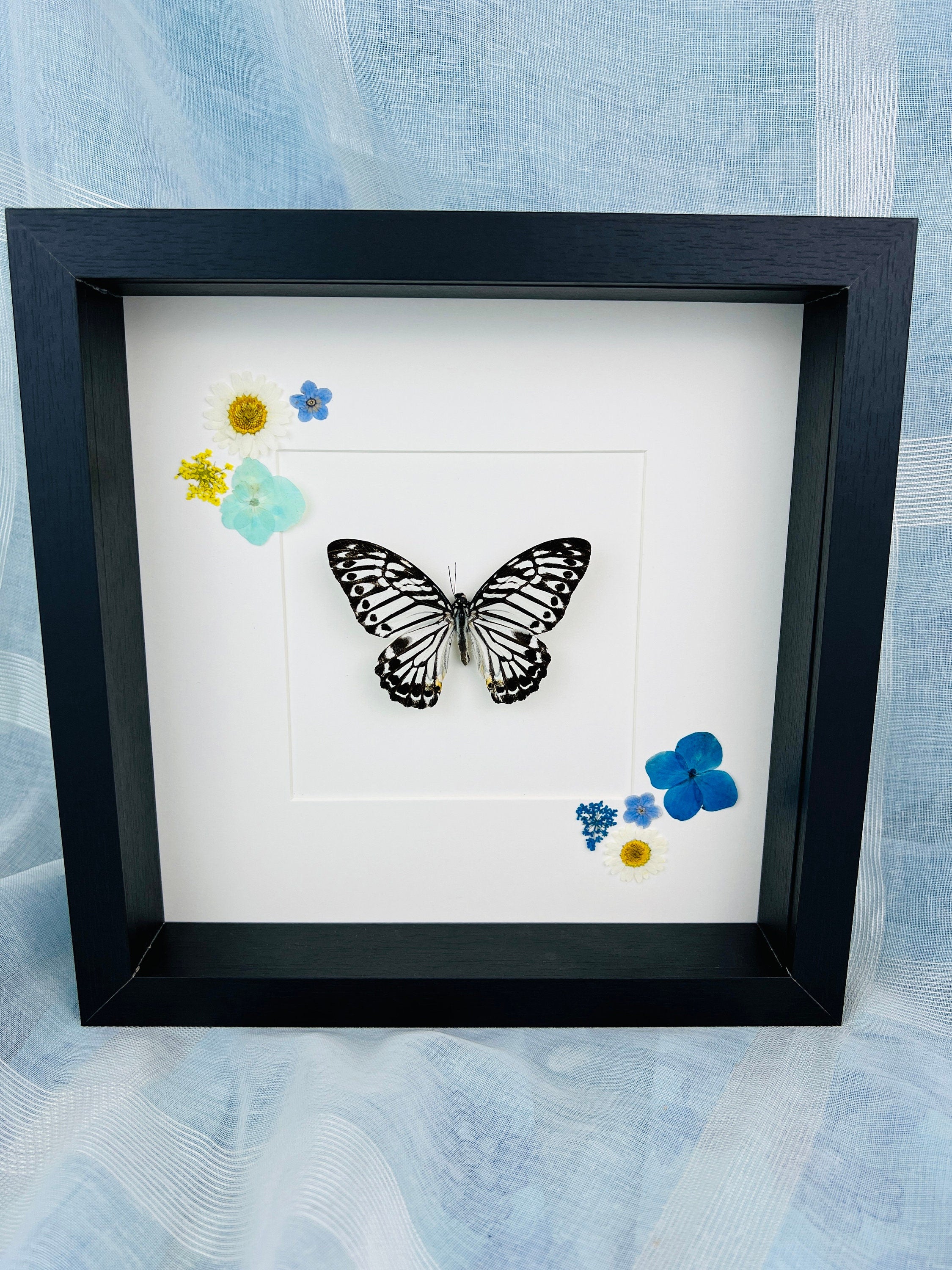 Echte vlinder | Graphium Delesserti en droogbloemen in lijst (25x25cm)