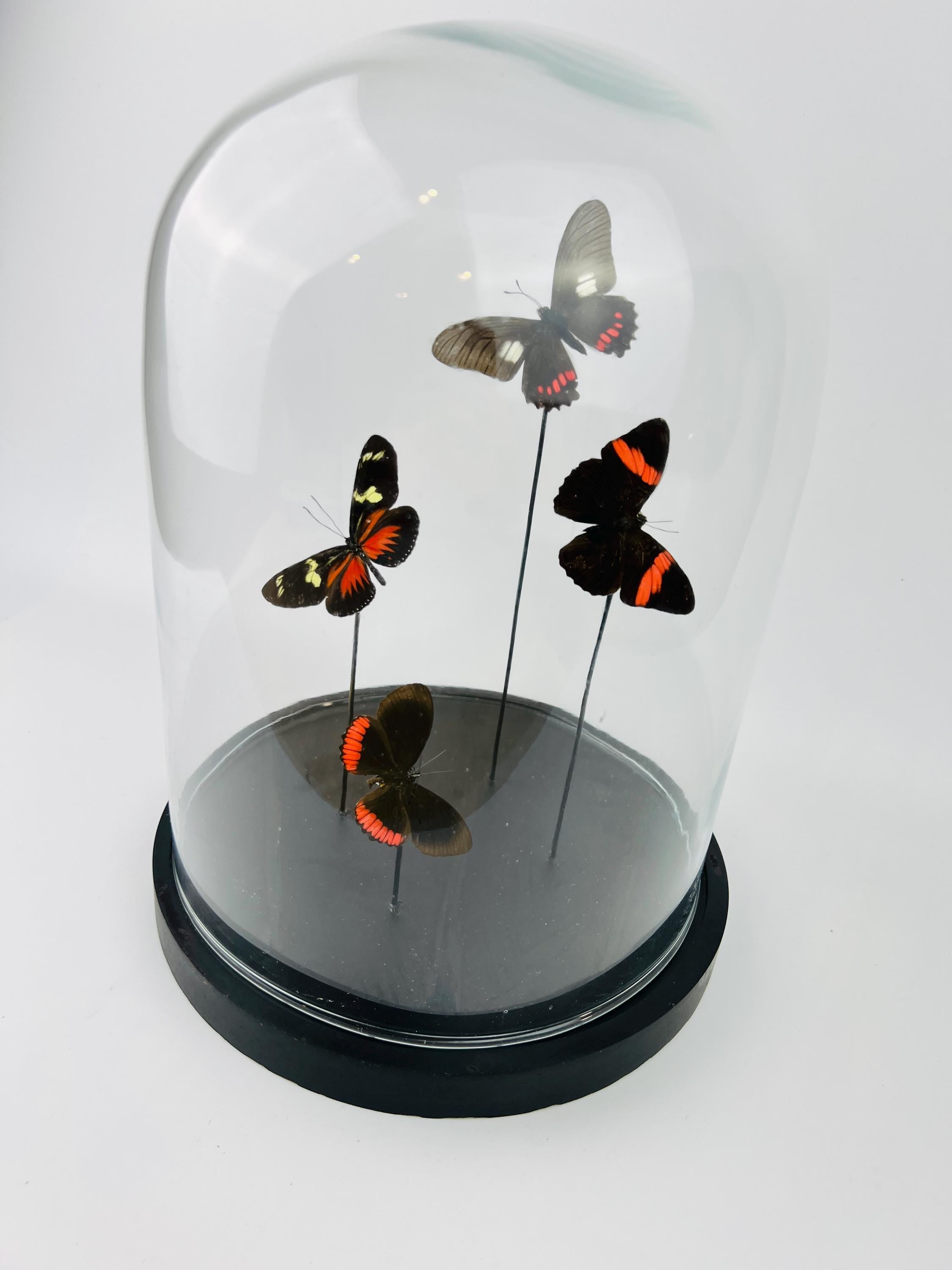 Mix vlinders in stolp