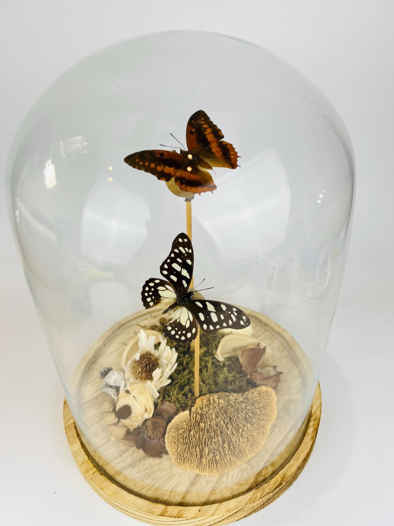 Charaxes und Graphium Leonidas in einer Glasglocke von KEY LIME STORE