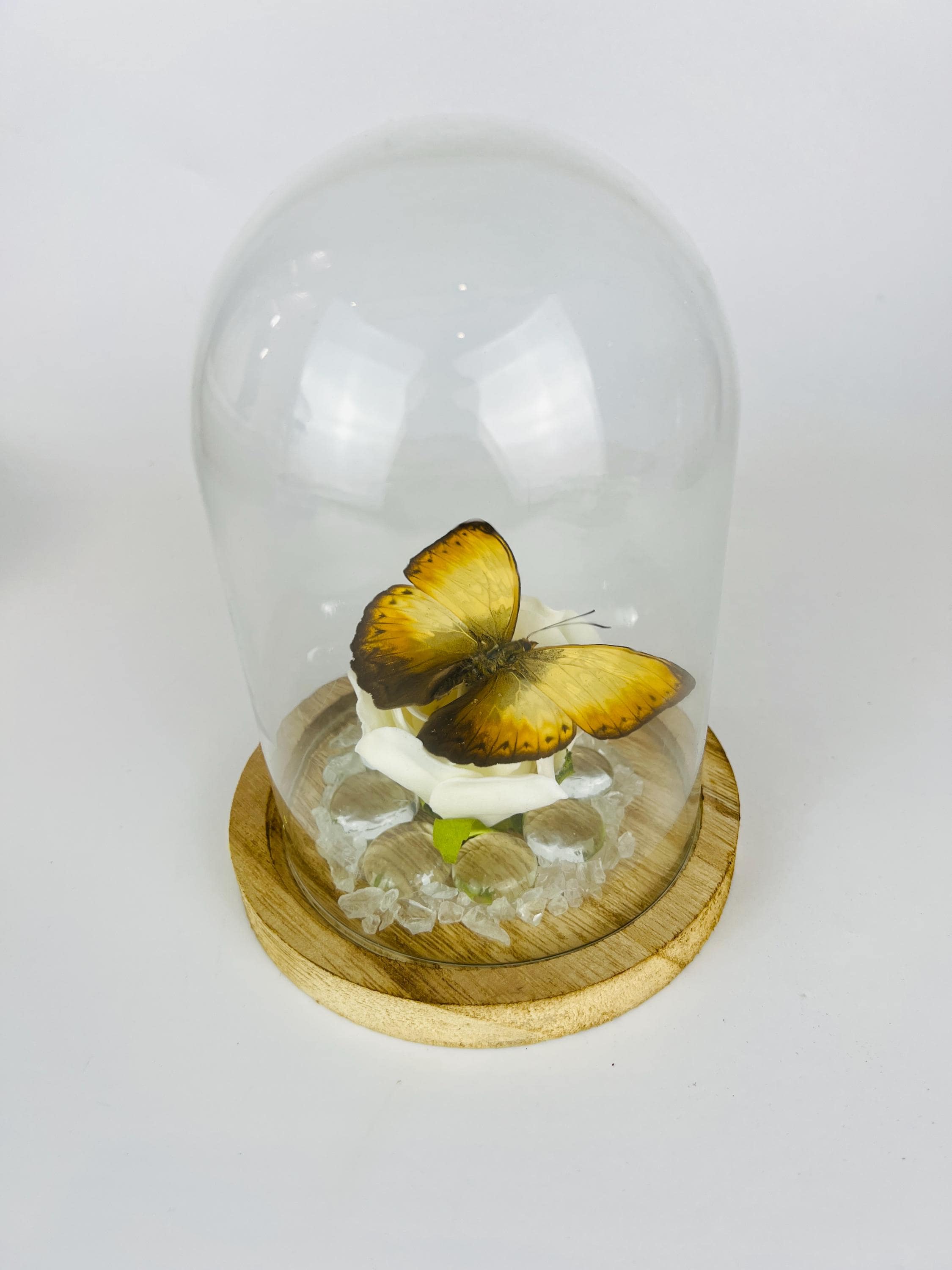 Cymothoe op faux roos met glazen steentjes in stolp