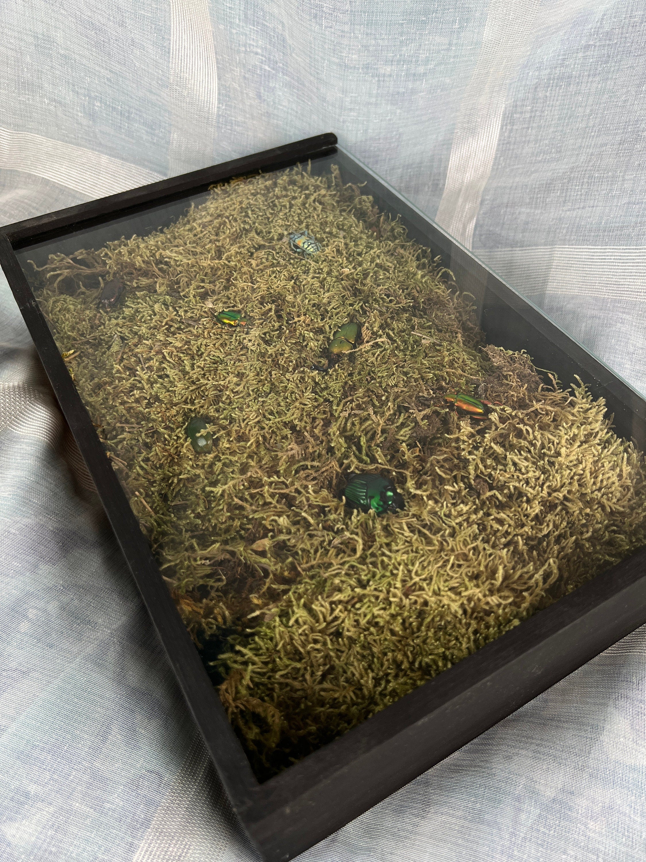 7 kevers op mos in insectendoos