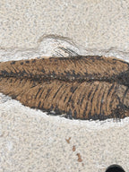 a fossilized leaf with distinct ridges and lines, indicating the presence of ancient plant material.