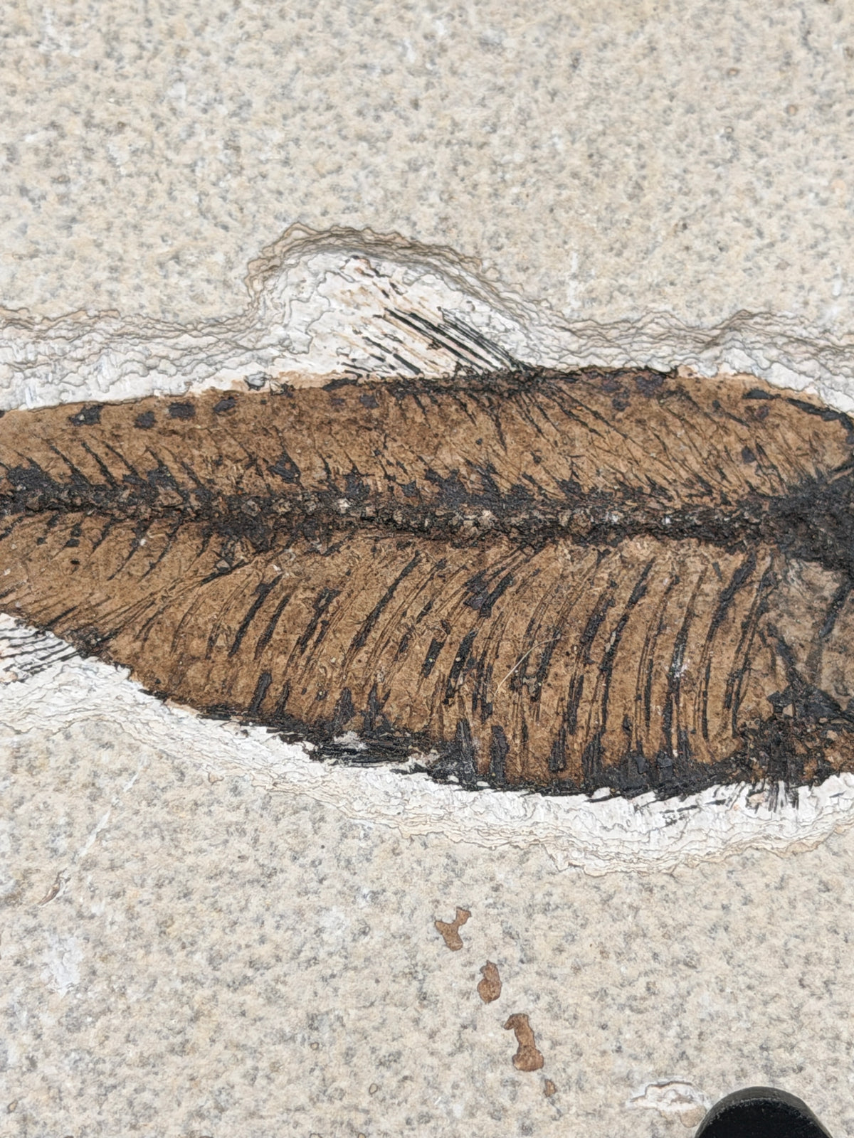 a fossilized leaf with distinct ridges and lines, indicating the presence of ancient plant material.
