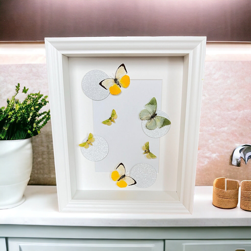 Schmetterlinge im Rahmen von KEY LIME STORE