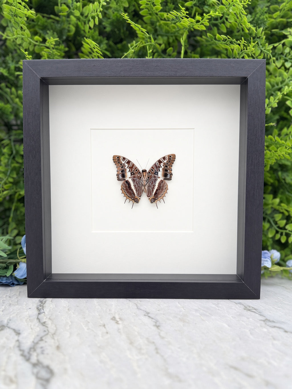A framed image of a butterfly with brown and white wings is displayed on a marble surface, with a green plant in the background.