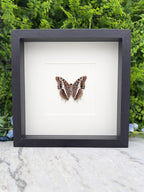 A framed image of a butterfly with brown and white wings is displayed on a marble surface, with a green plant in the background.