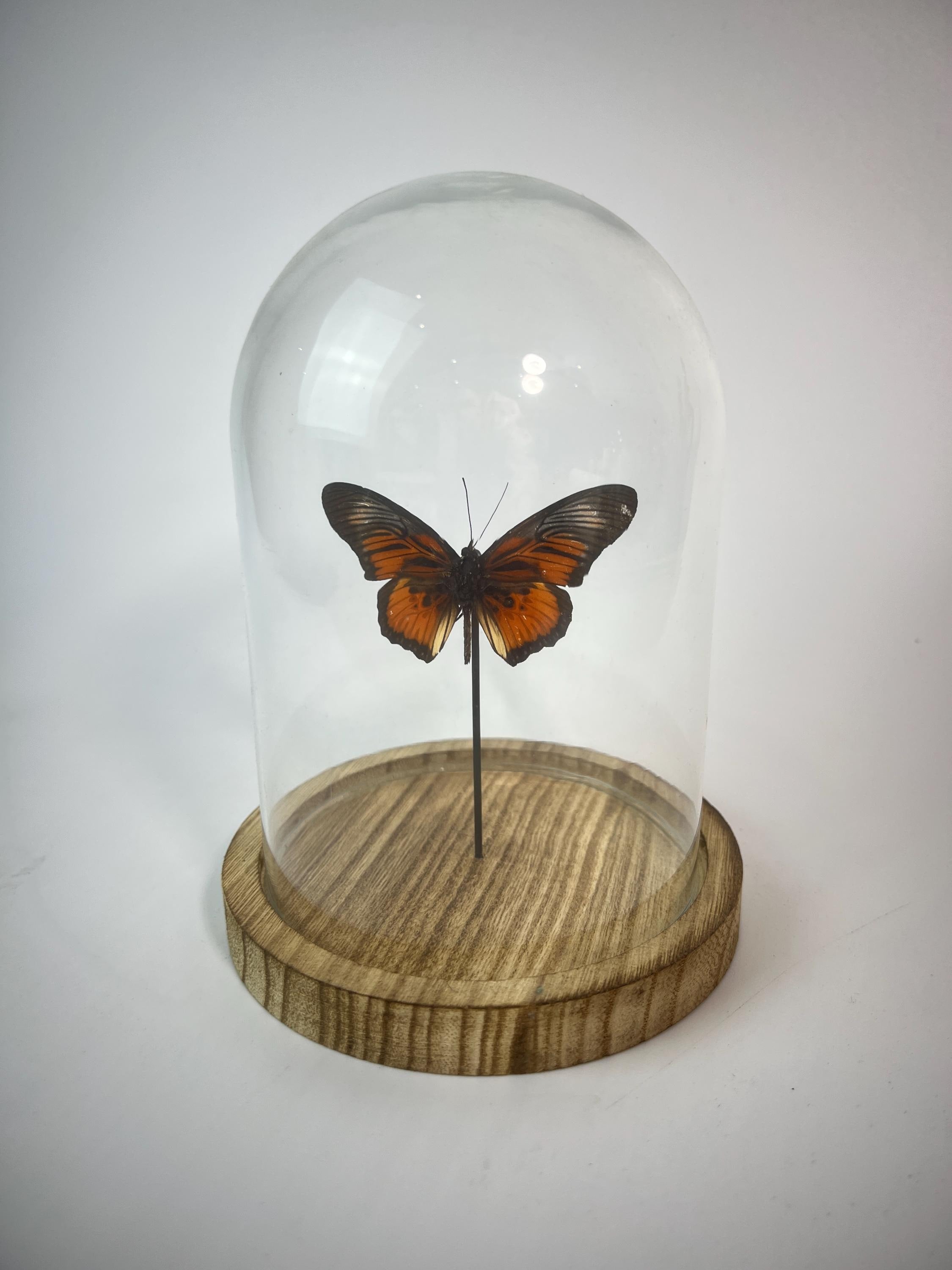 Echte vlinder | Dione Juno in stolp (17x13cm)