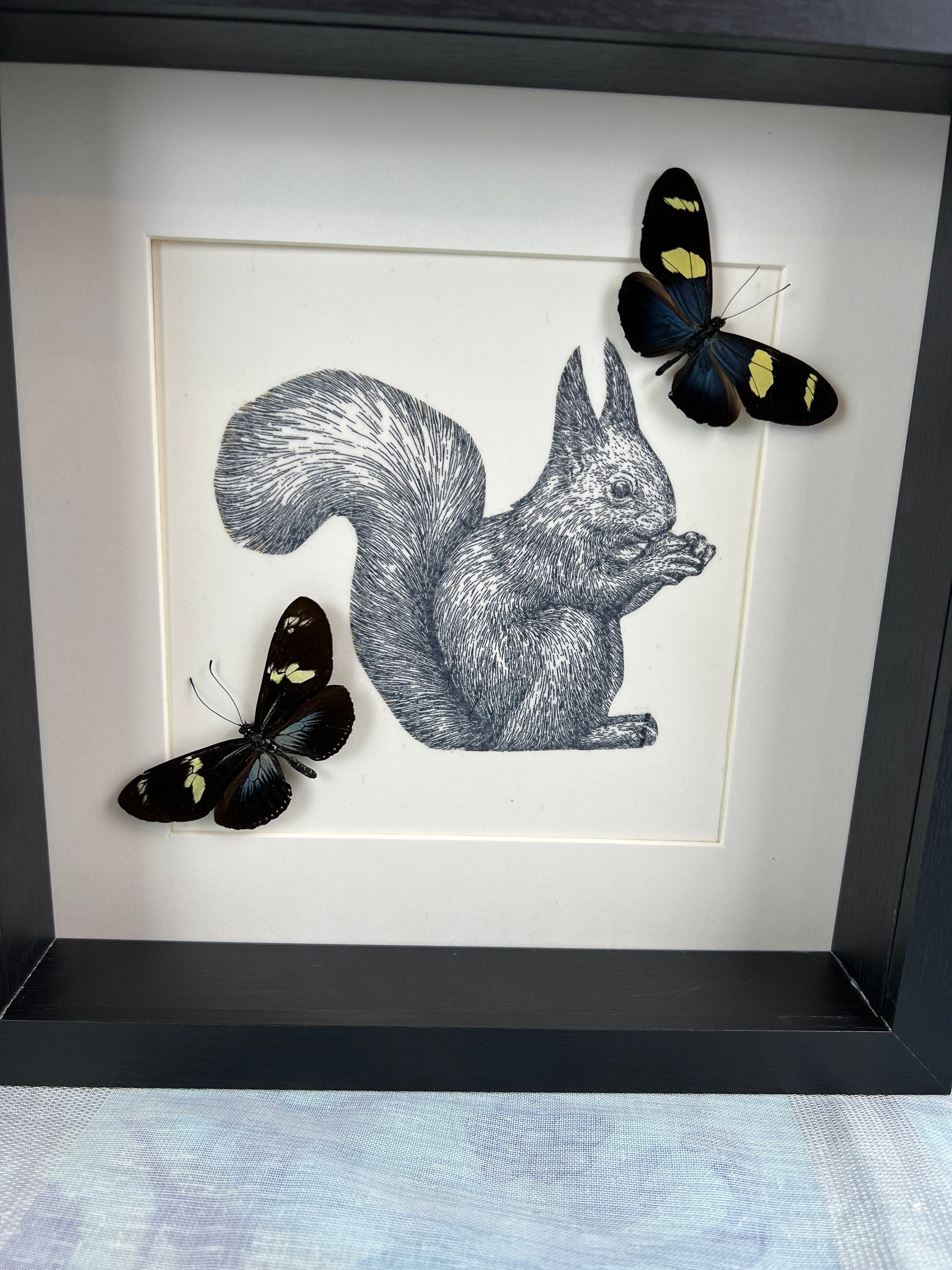 Blauer Heliconius auf Eichhörnchenmuster in einem Rahmen