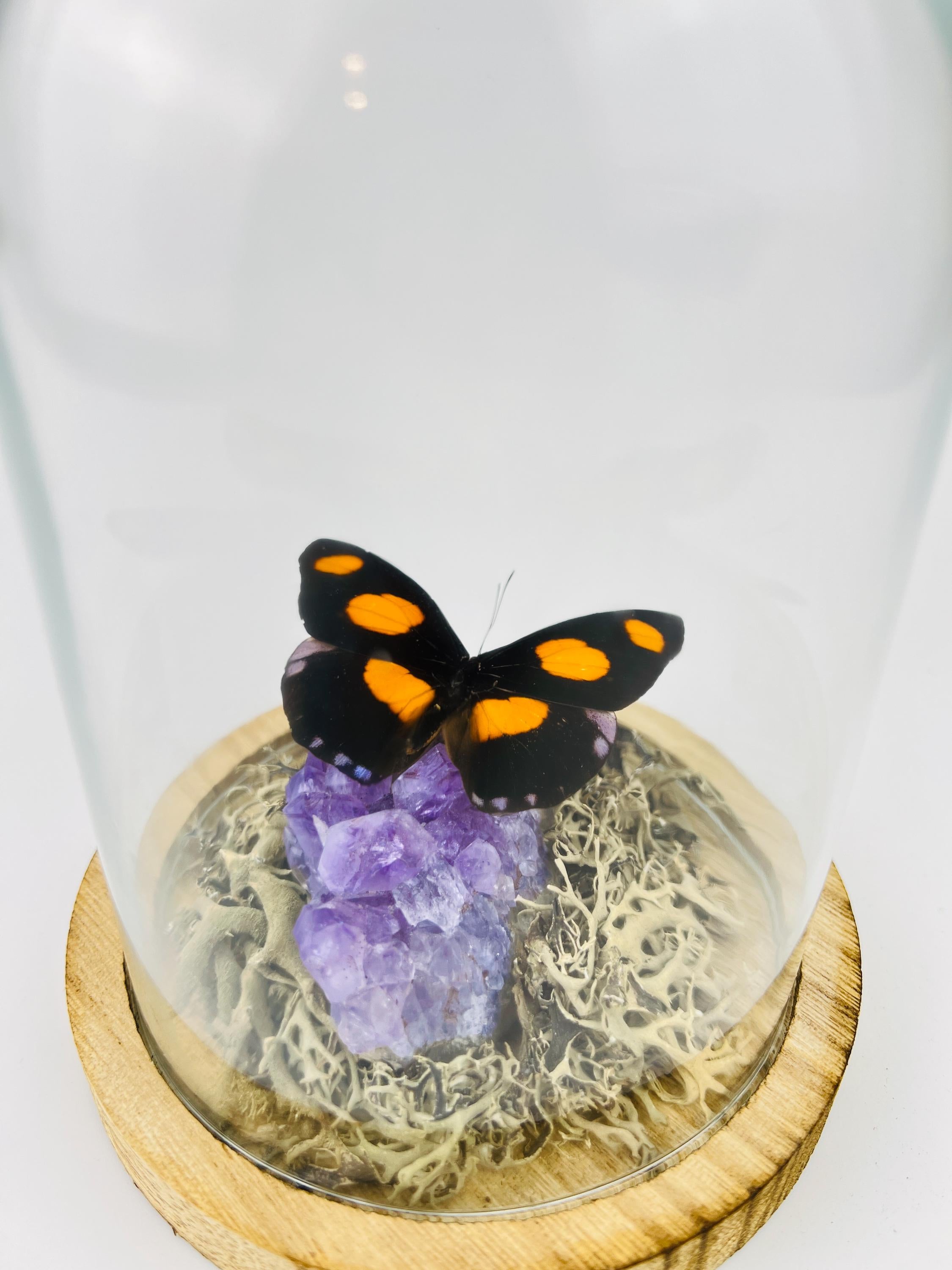 Real butterfly Catonephele Numilia on amethyst in dome (17x13 cm)