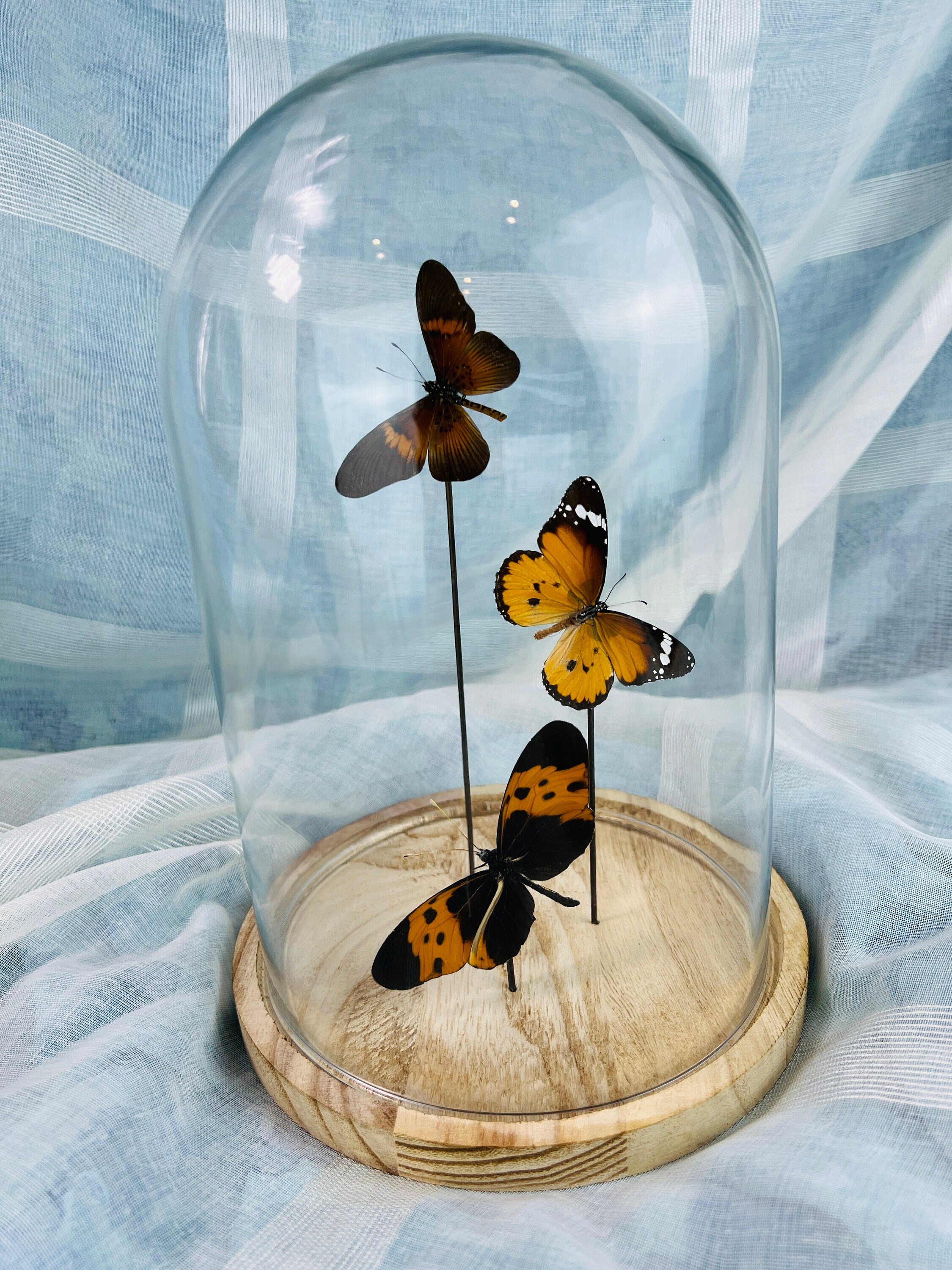 Actinote, Danaus chrysippus und Melinaea in einer Glasglocke