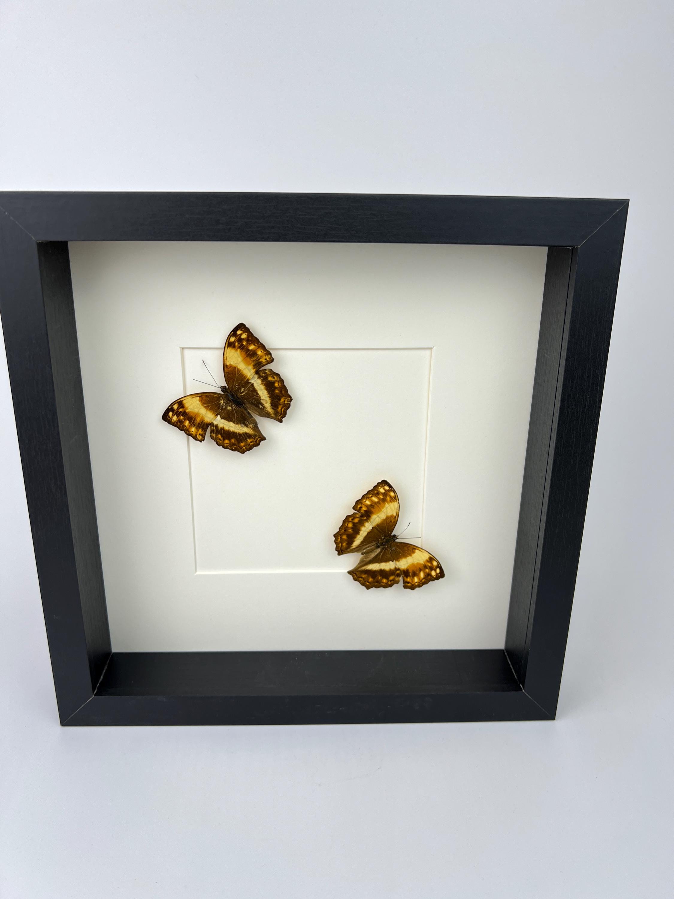 Harma Theobene gerahmt