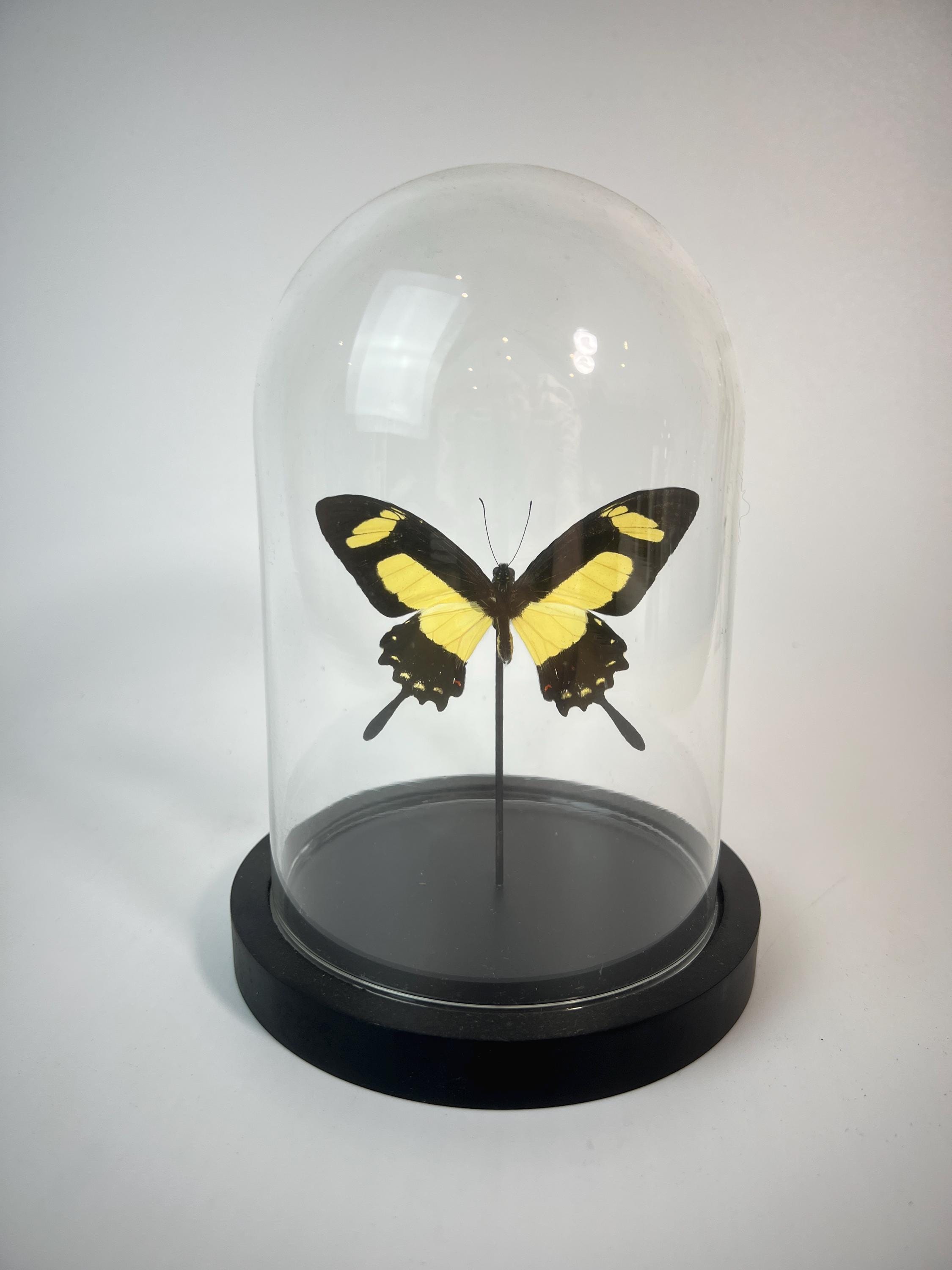 Echte vlinder | Papilio Torquatus in stolp (17x13cm)