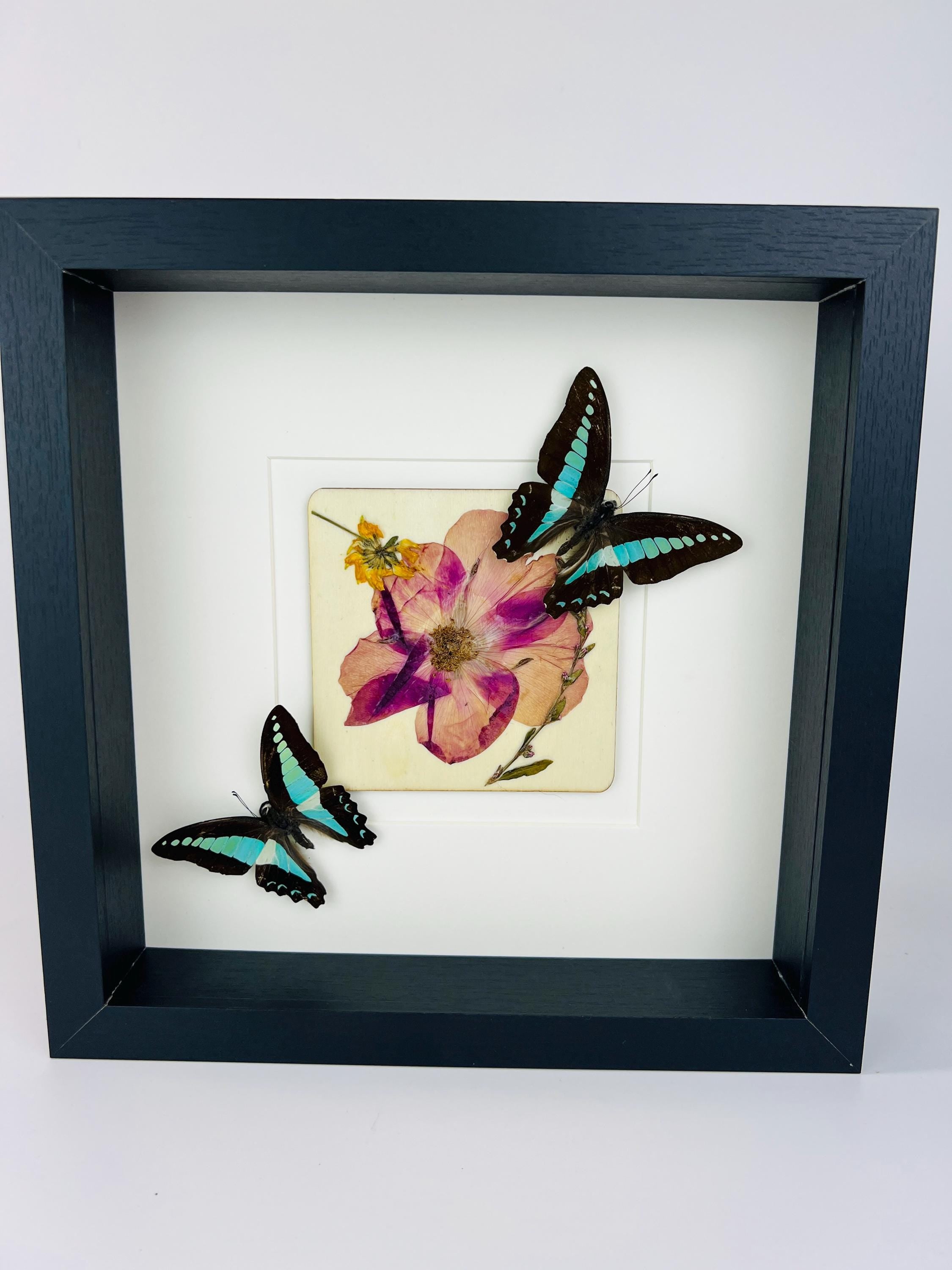 Graphium Sarpedon met droogbloemen op MDF in lijst