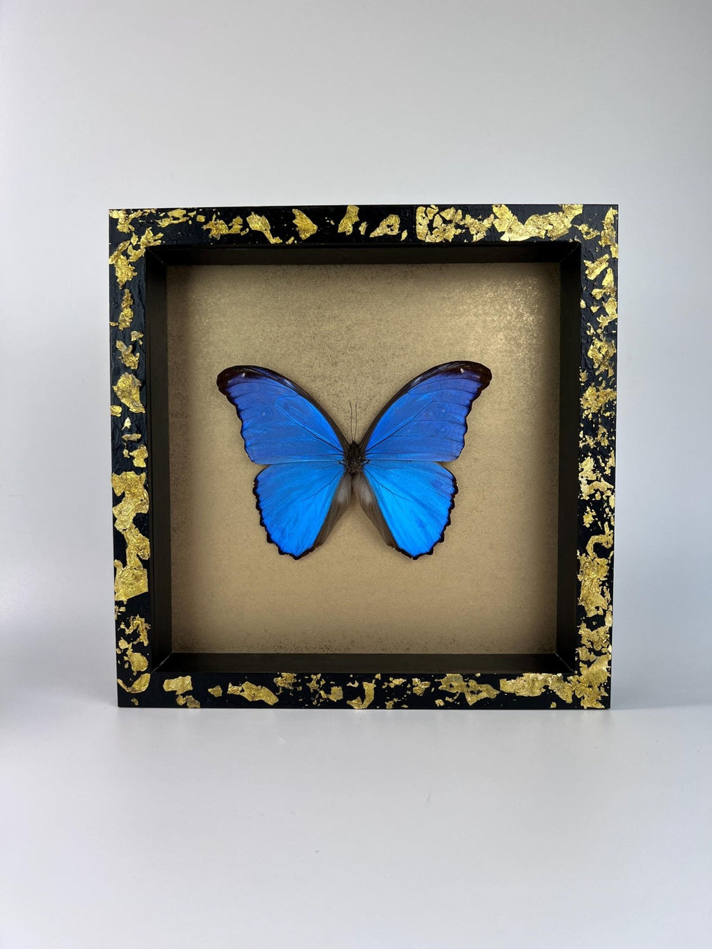 Morpho Didius auf Blattgold, gerahmt von KEY LIME STORE