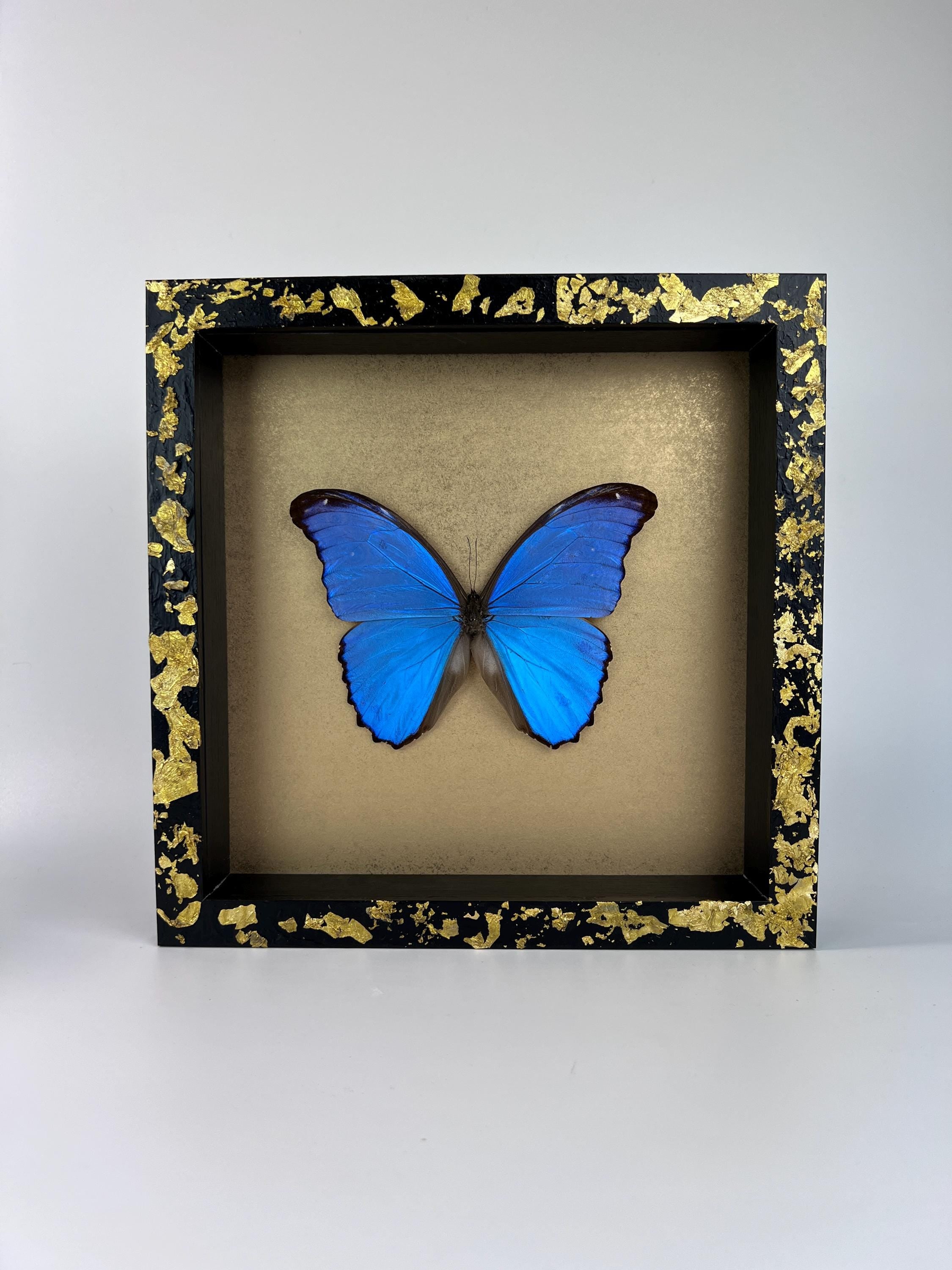 Morpho Didius auf Blattgold, gerahmt