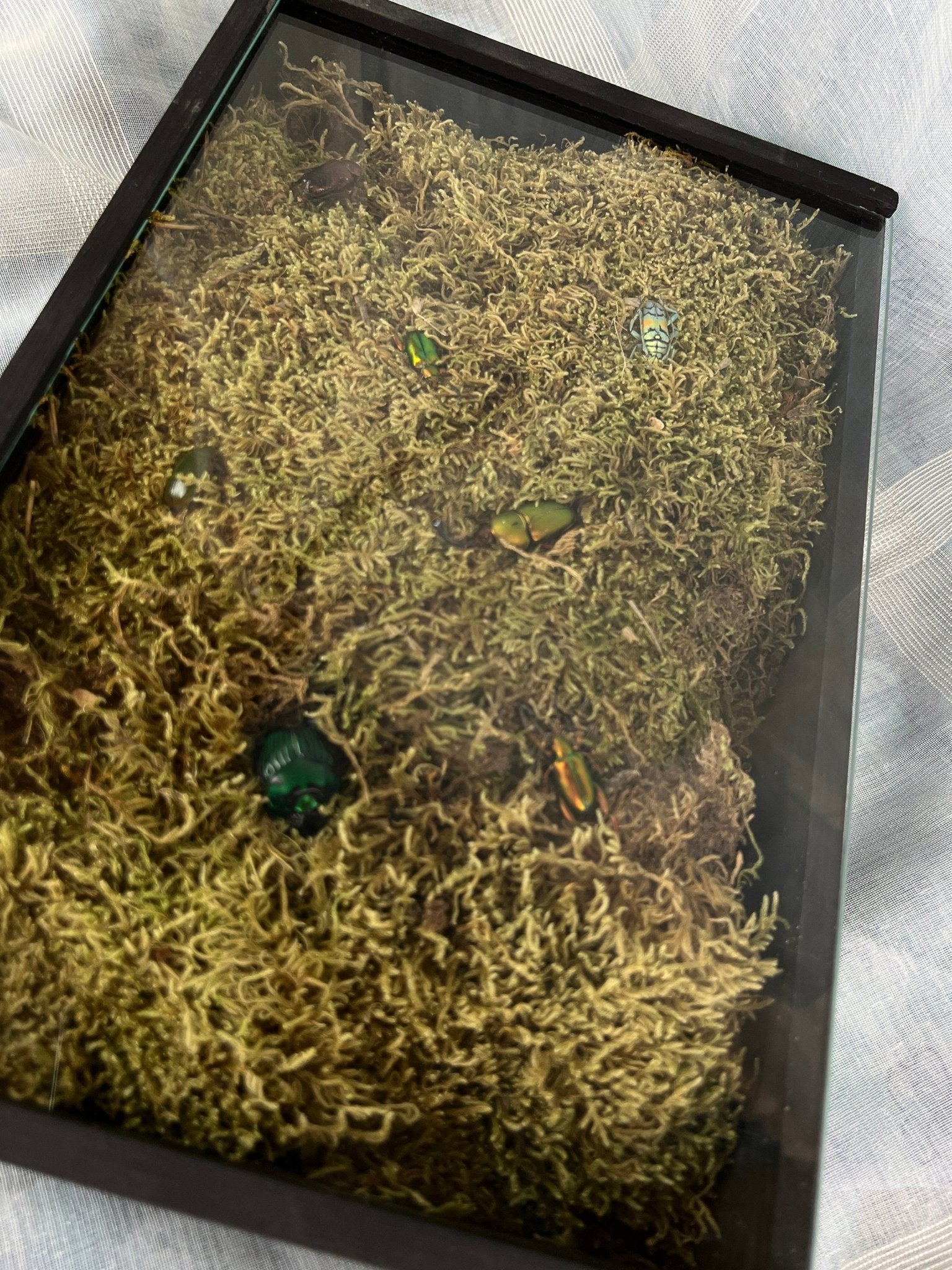 7 Käfer auf Moos in einer Insektenbox von KEY LIME STORE