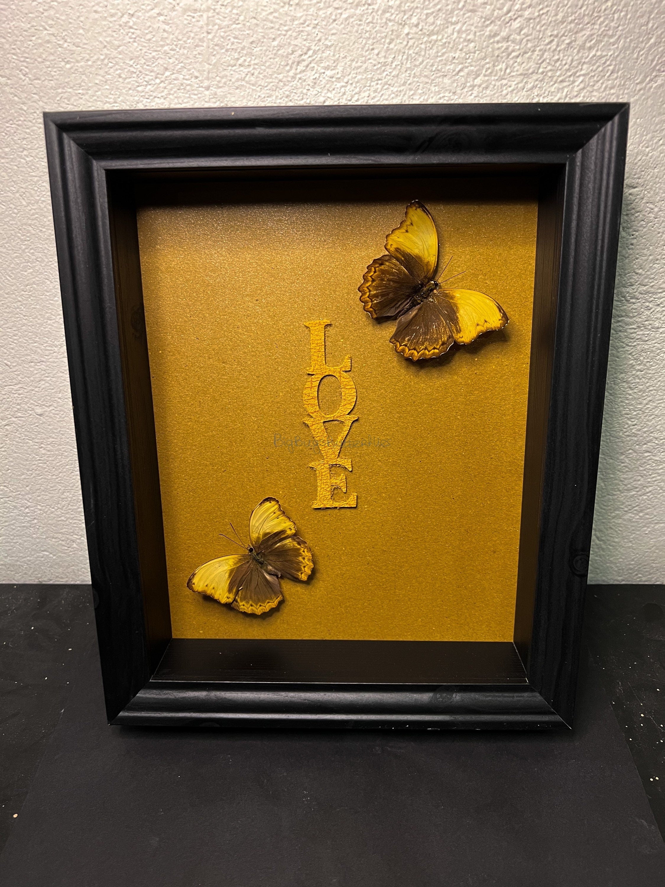 Cymothoe Haynac gerahmt