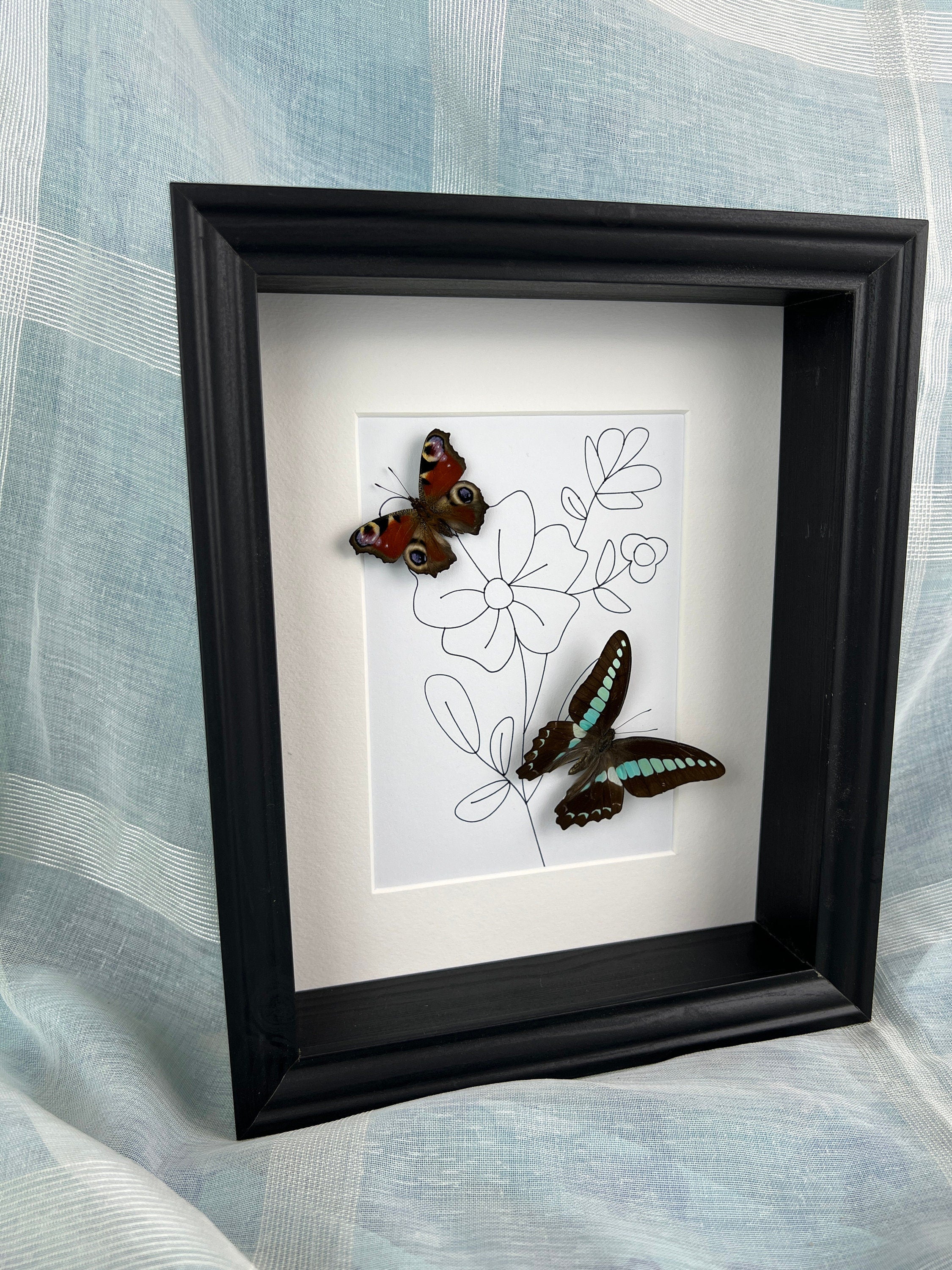 Aglais Io und Graphium Sarpedon im Rahmen