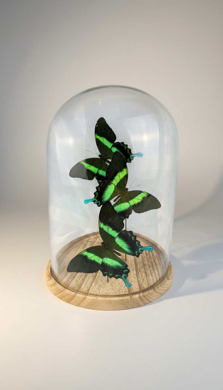 Papilio Blumei in einer Glasglocke von KEY LIME STORE