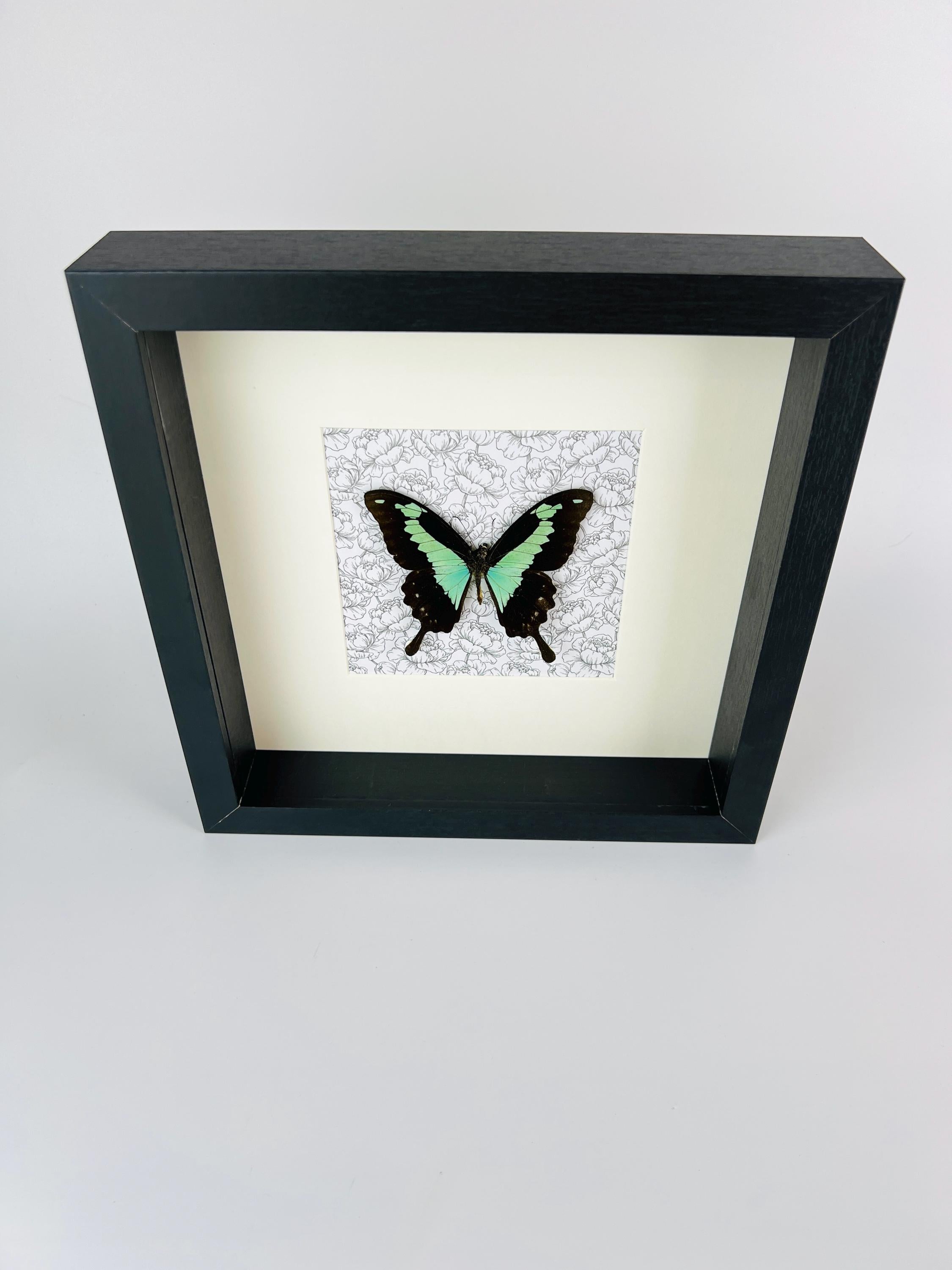 Papilio Phorcas op print in lijst