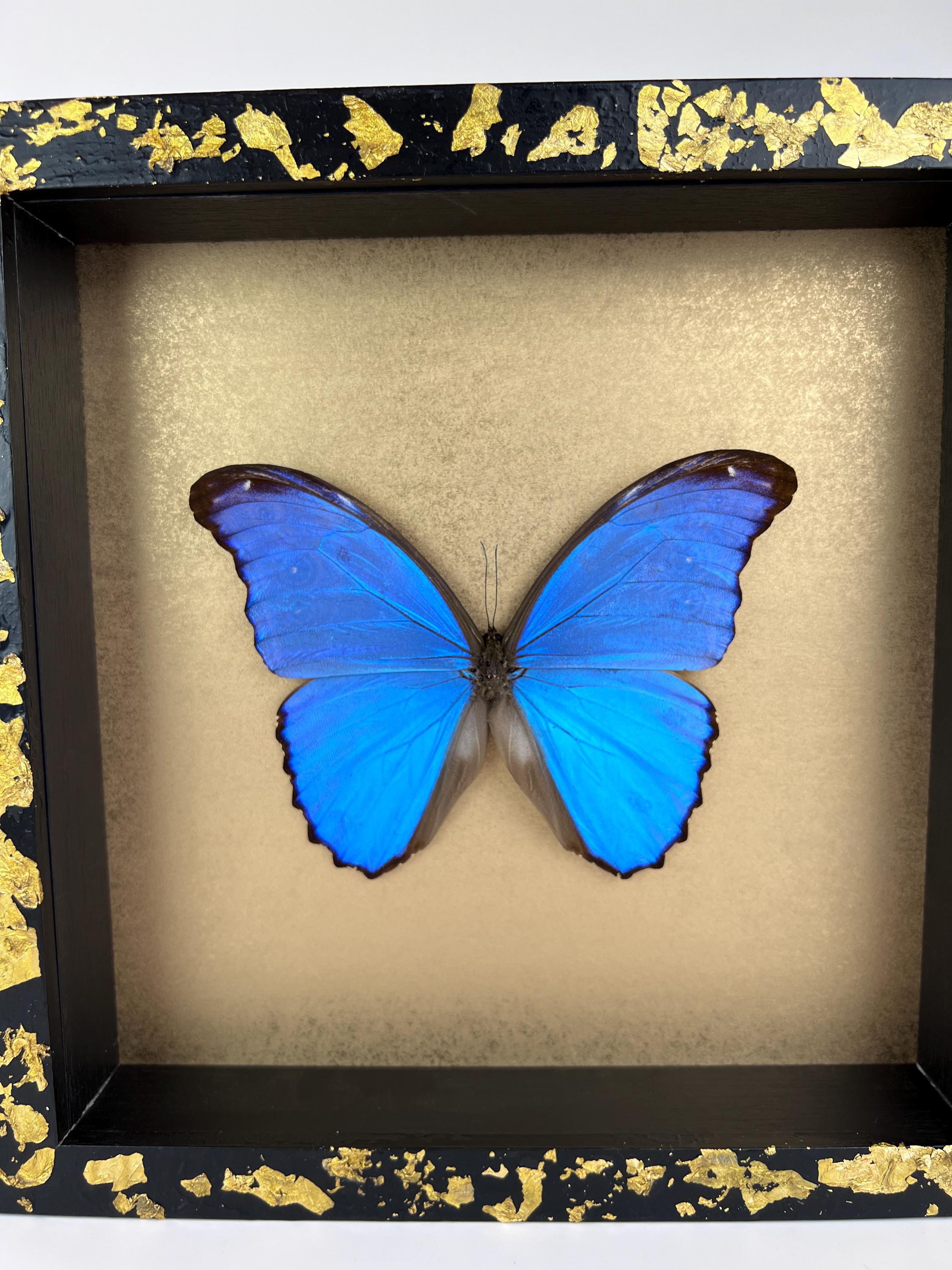 Morpho Didius auf Blattgold, gerahmt