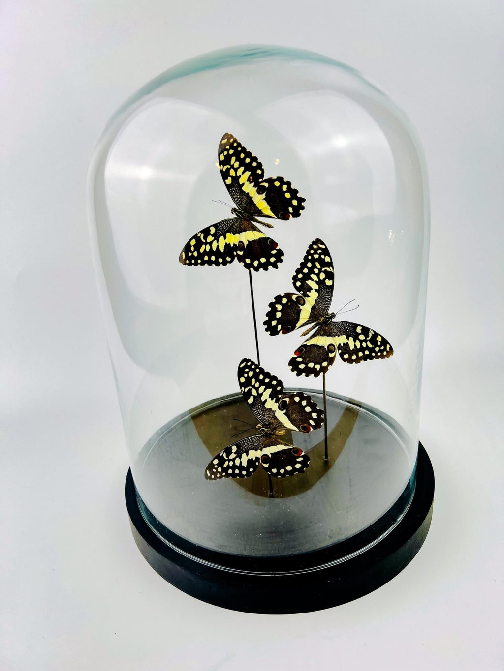 Papilio Demodocus in einer Glasglocke von KEY LIME STORE