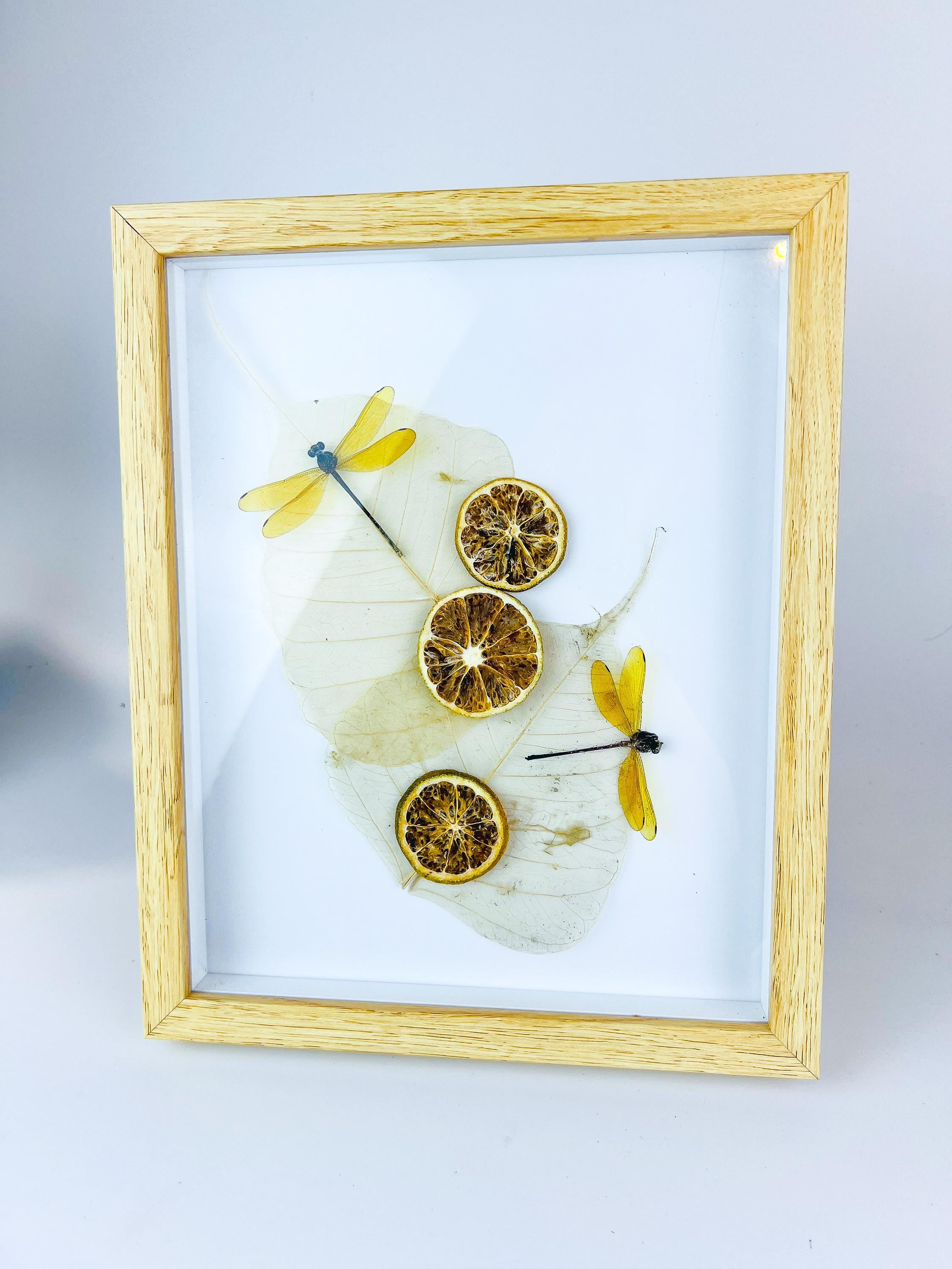 Libelle mit getrockneten Verzierungen in einem Rahmen
