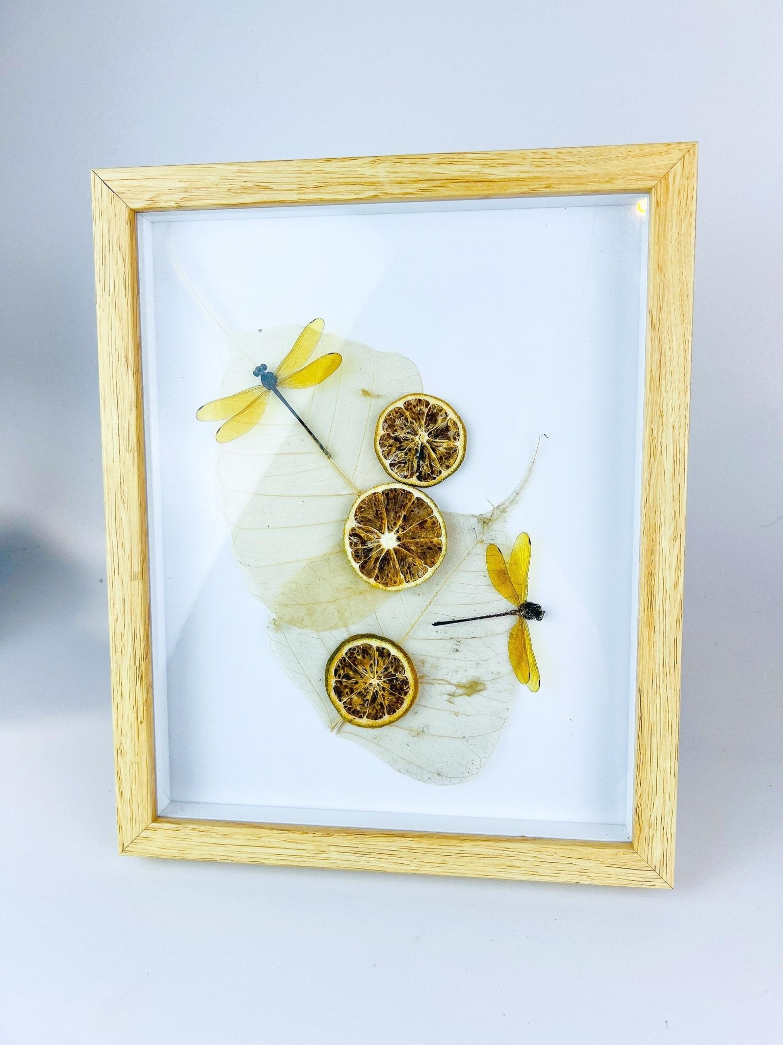 Libelle mit getrockneten Verzierungen in einem Rahmen von KEY LIME STORE