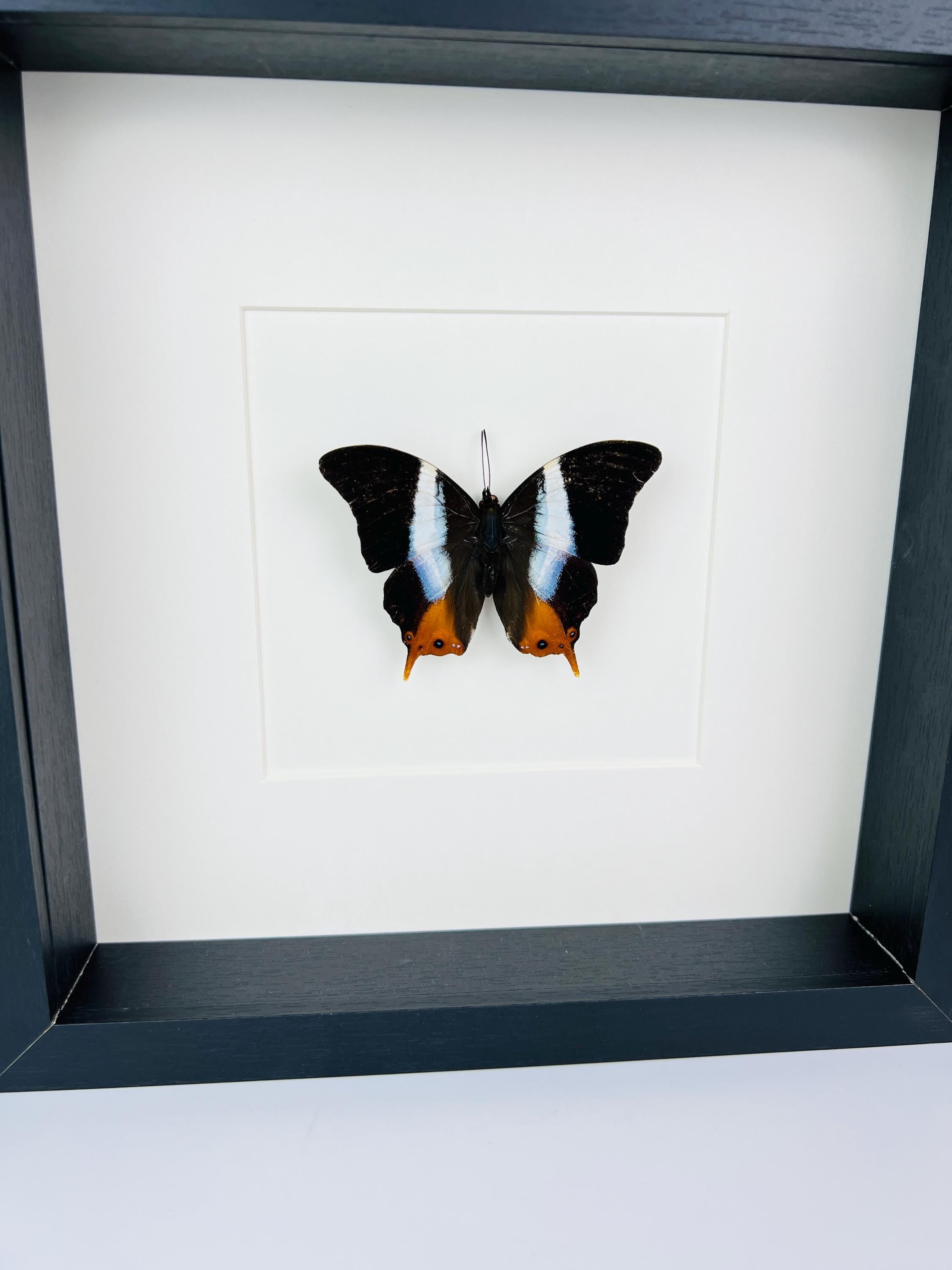 Palla Violinitens in lijst