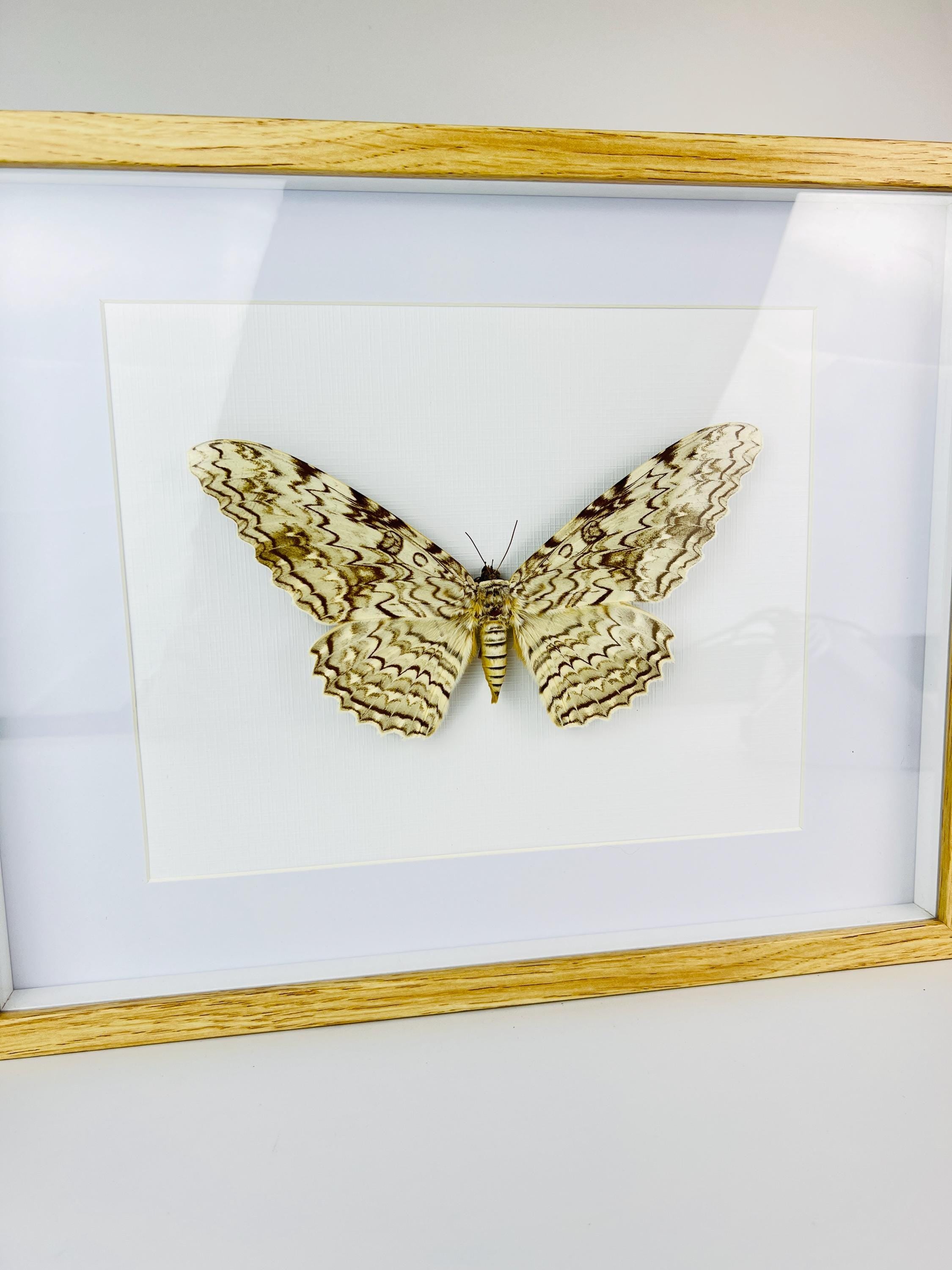 Antieke Thysania Agrippina Mot uit 1968 in lijst (White Witch Moth / Ghost Moth / Great Owlet Moth)