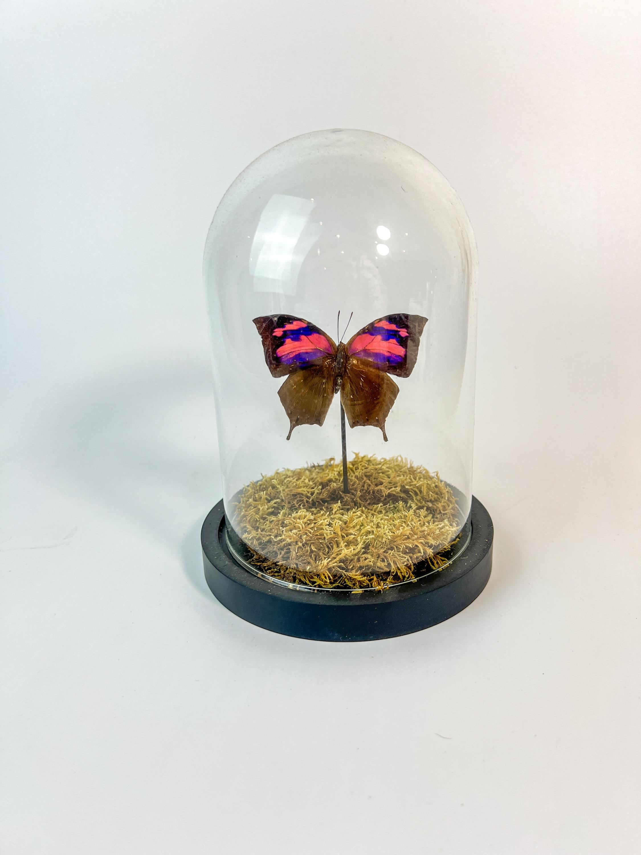 Anaea Nessus in einer Glasglocke