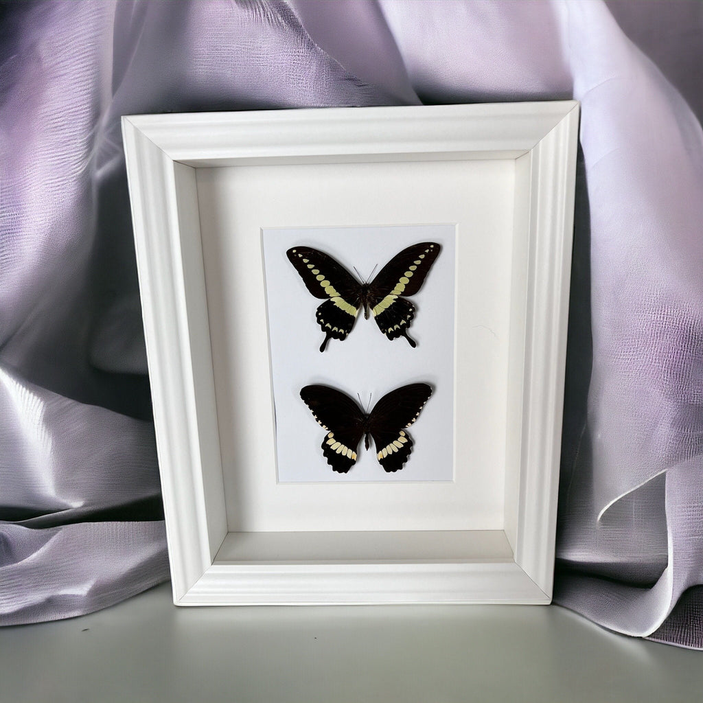 Papilio Demolion und Papilio Polytes Ledebouria in einem Rahmen von KEY LIME STORE