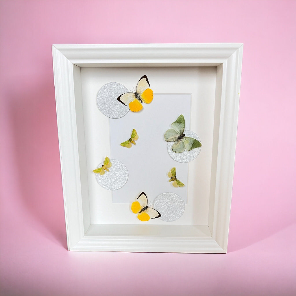 Schmetterlinge im Rahmen von KEY LIME STORE