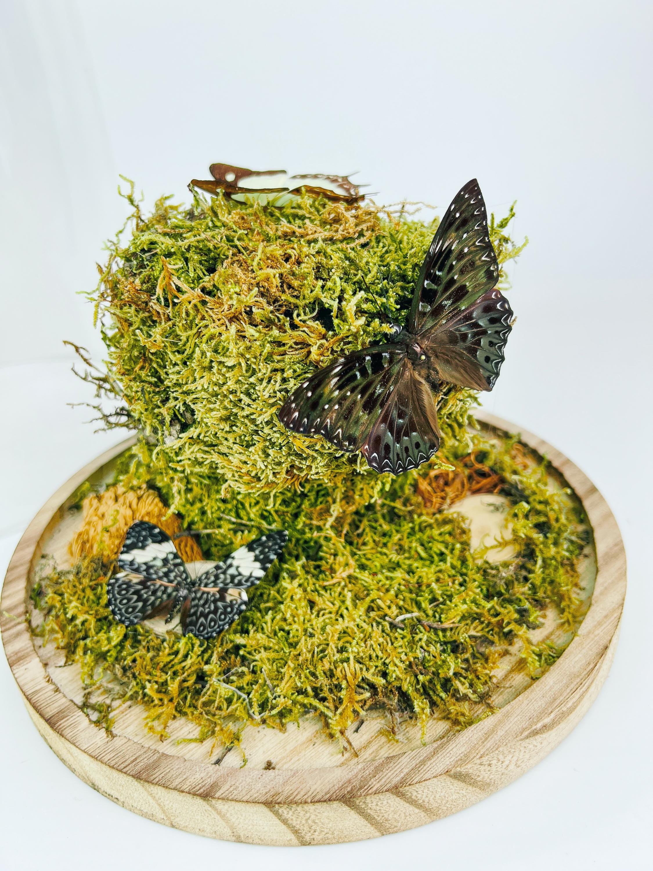 Polyura Athamas, Dichorragia Ninus en Hamadryas Amphinome in stolp