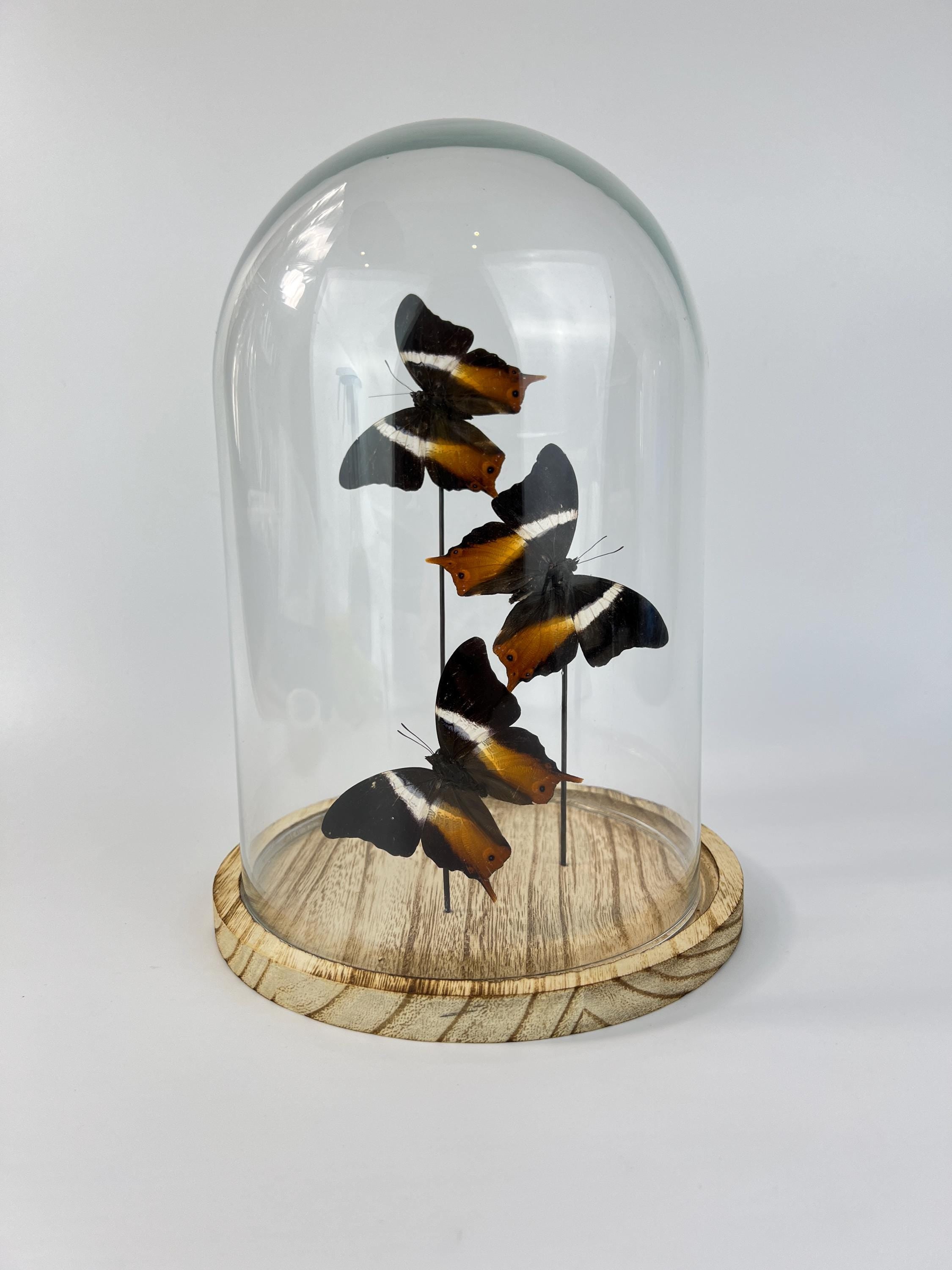 Echte vlinders Palla Publius in stolp 31x23 cm