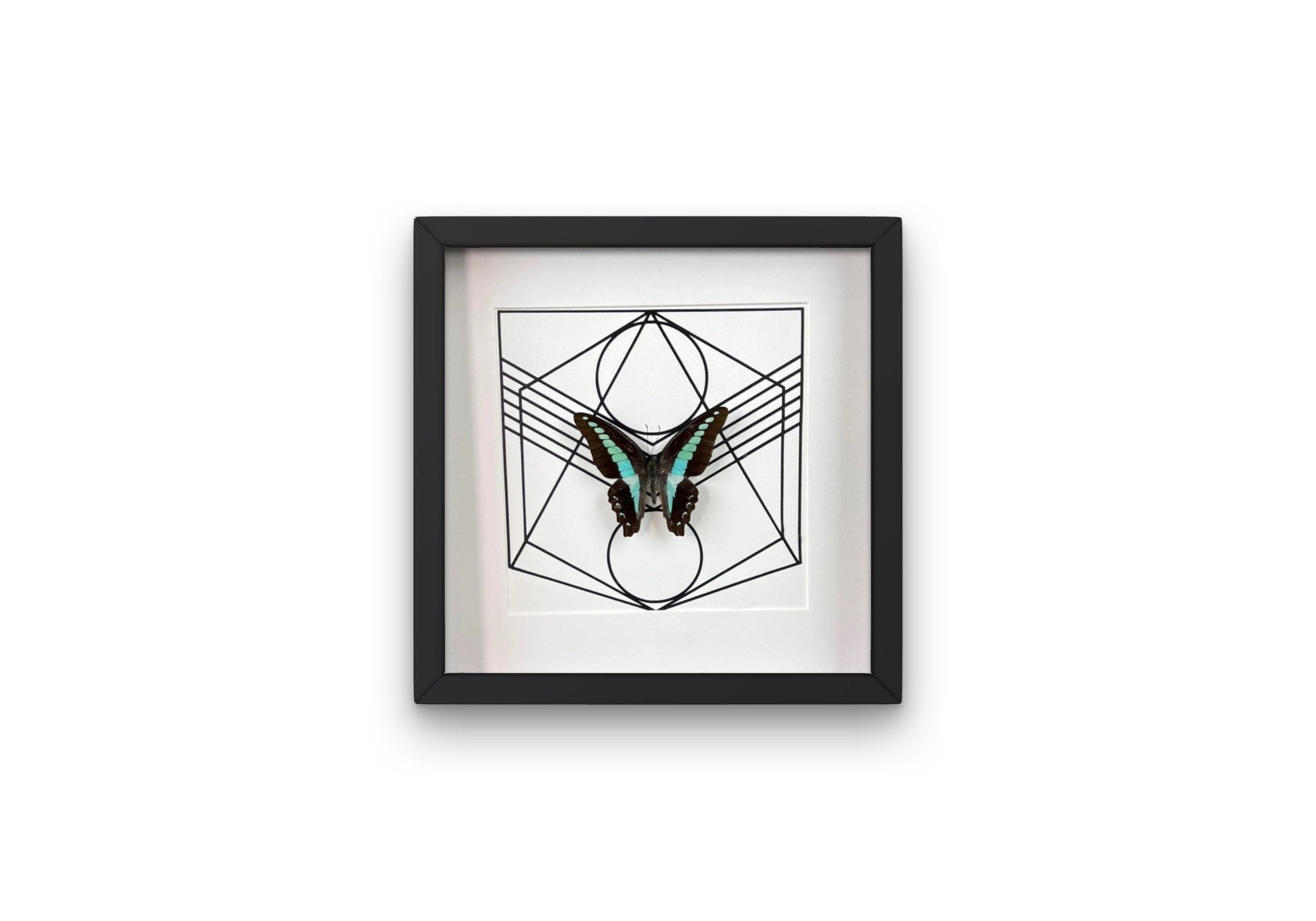 Graphium Sarpedon in lijst by KEY LIME STORE