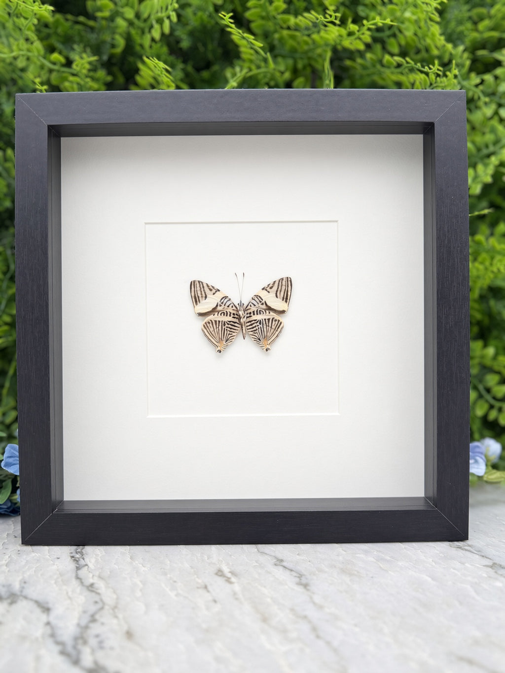 A framed image of a butterfly with a white background and a black border, placed on a marble surface.