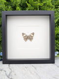 A framed image of a butterfly with a white background and a black border, placed on a marble surface.