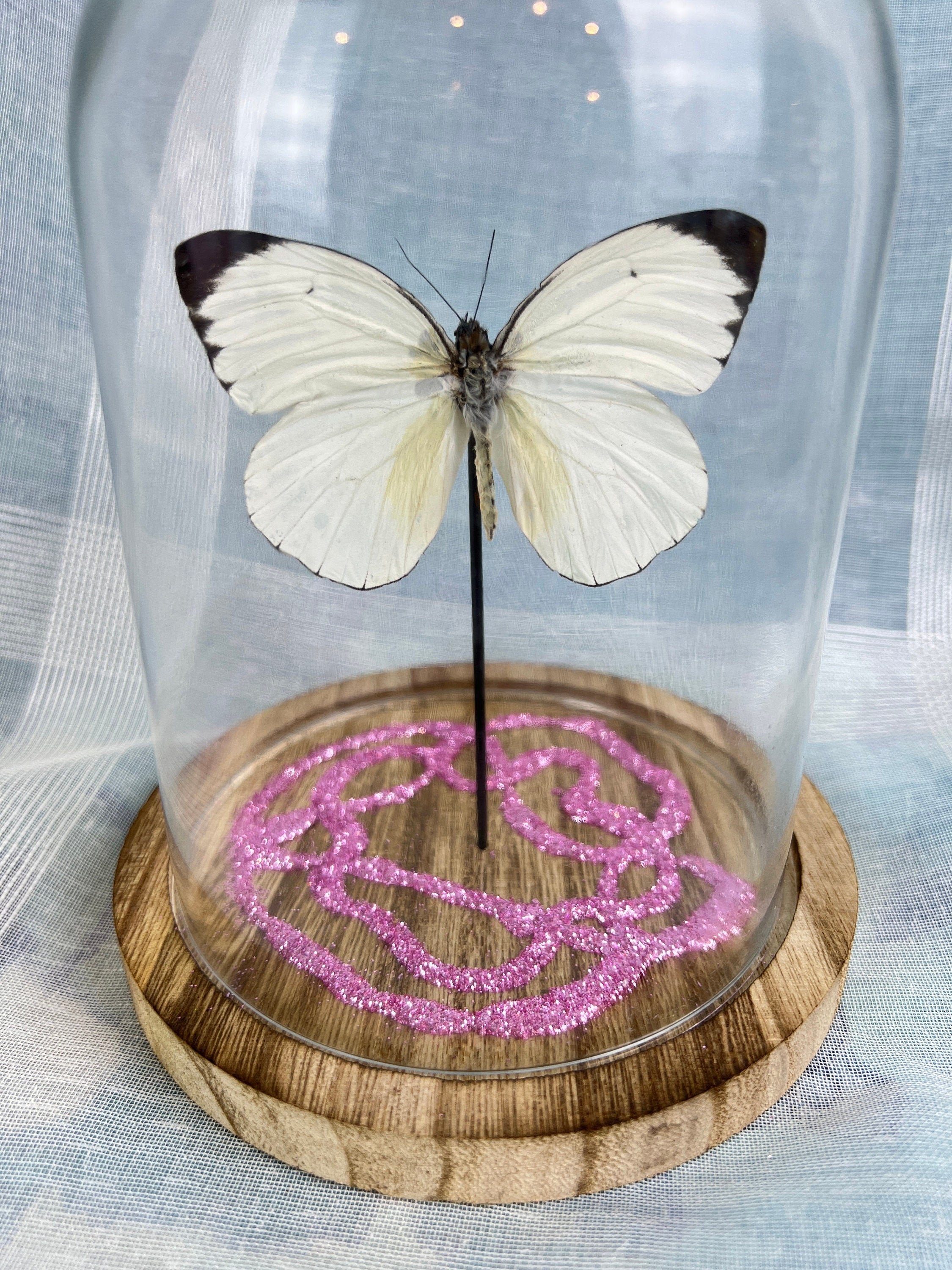 Echte vlinder | Ascia Bunaie met roze glitter element in stolp (17x13cm)