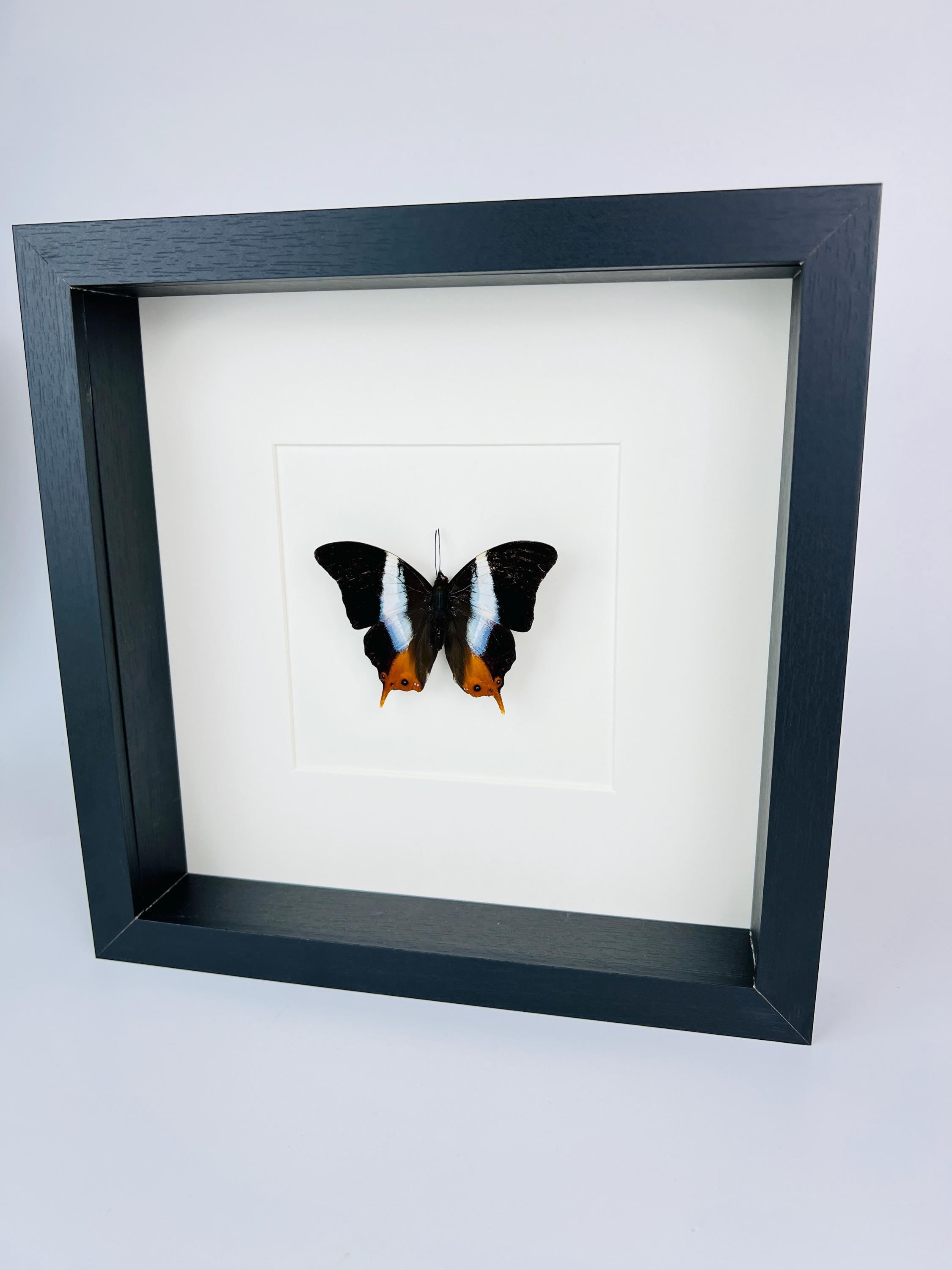 Palla Violinitens in lijst