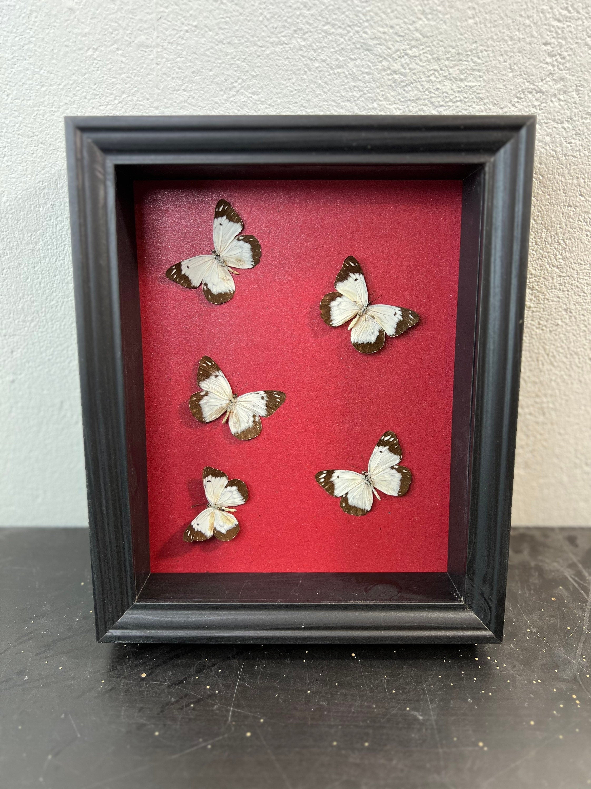 Schmetterlinge im Rahmen