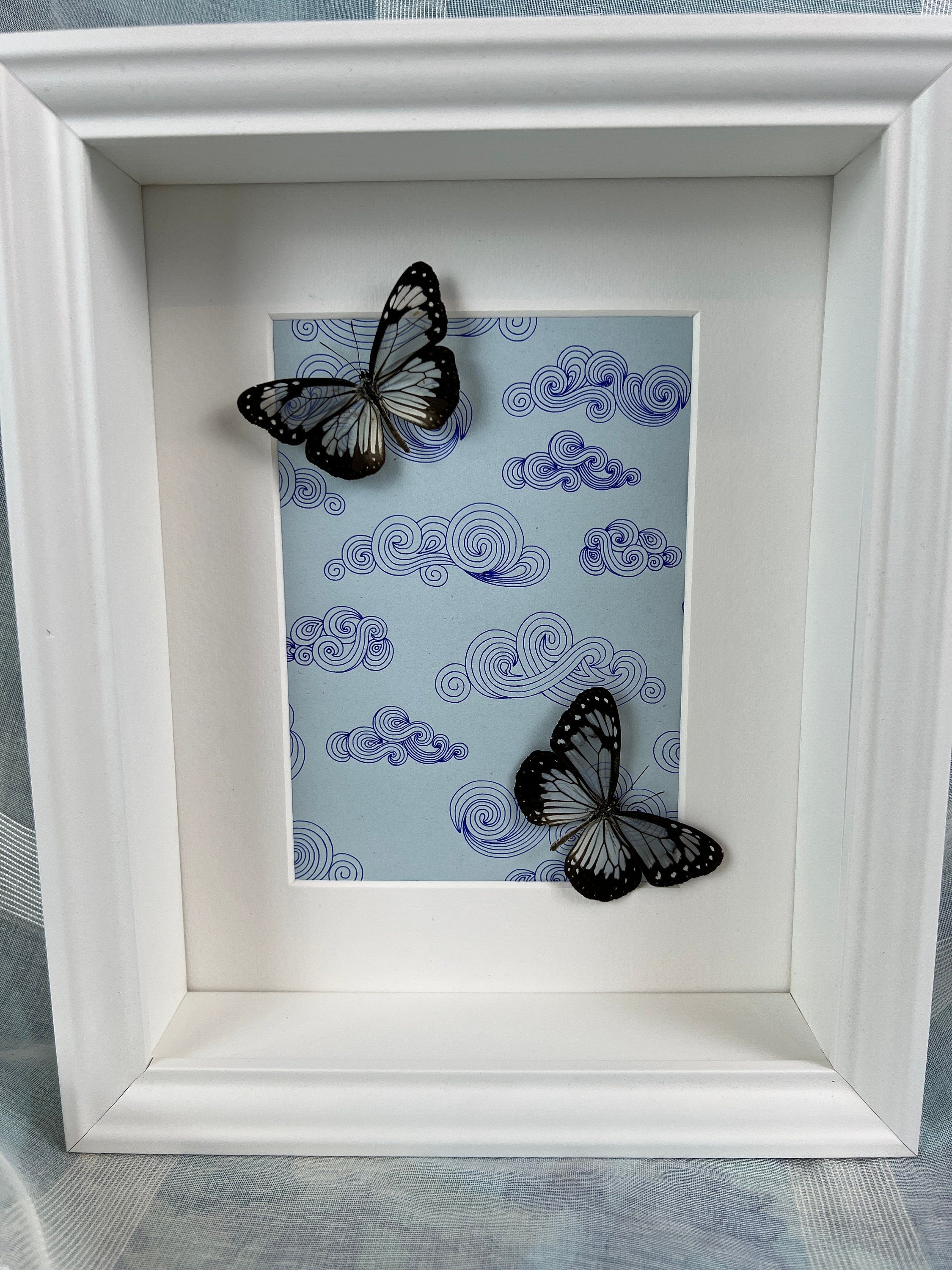 Parantica Vitrina auf Originalzeichnung im Rahmen