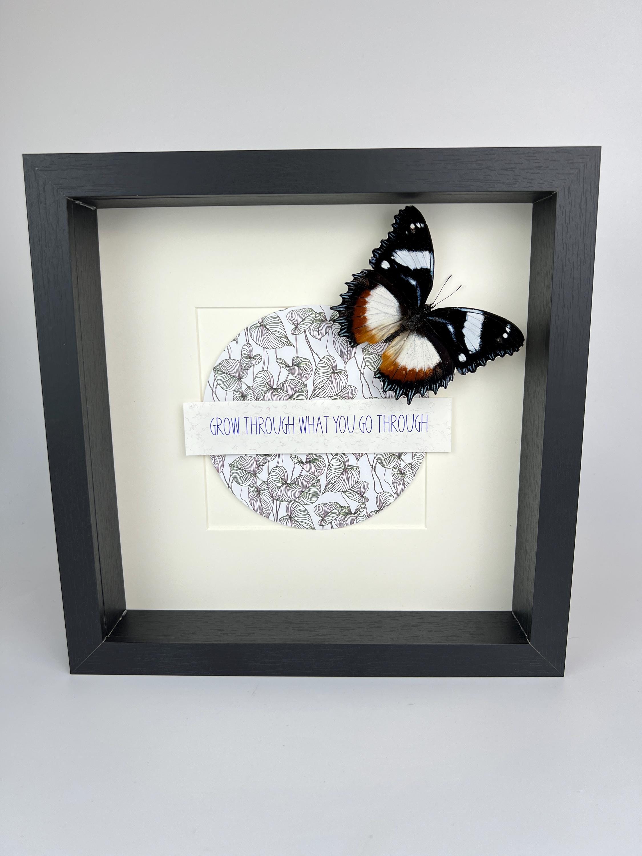 Hypolimnas Dexithea met tekst in lijst