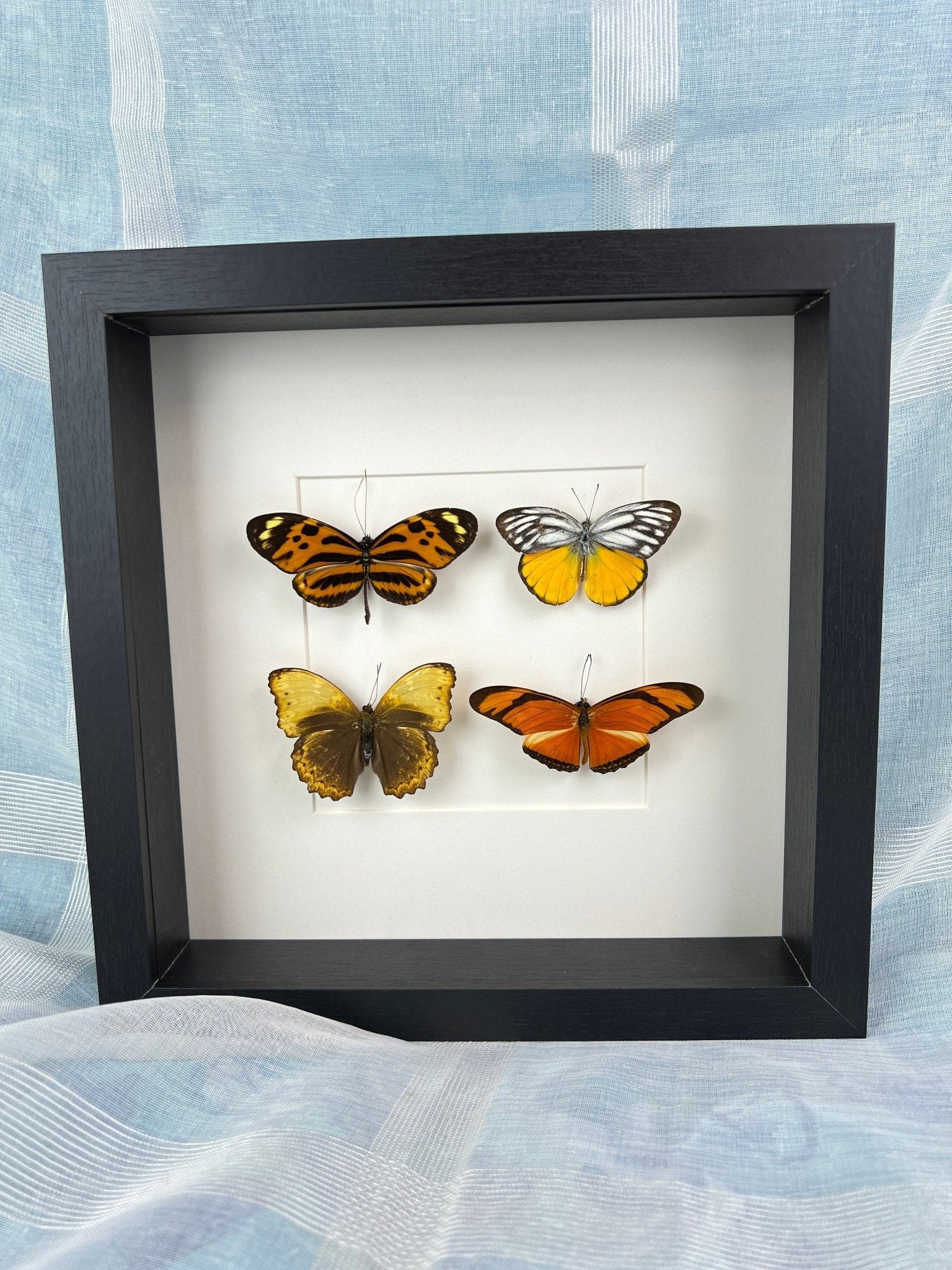 Mechanitis Lysimnia, Cepora Aspasia, Cymothoe Hypata en Dryas Julia in lijst by KEY LIME STORE