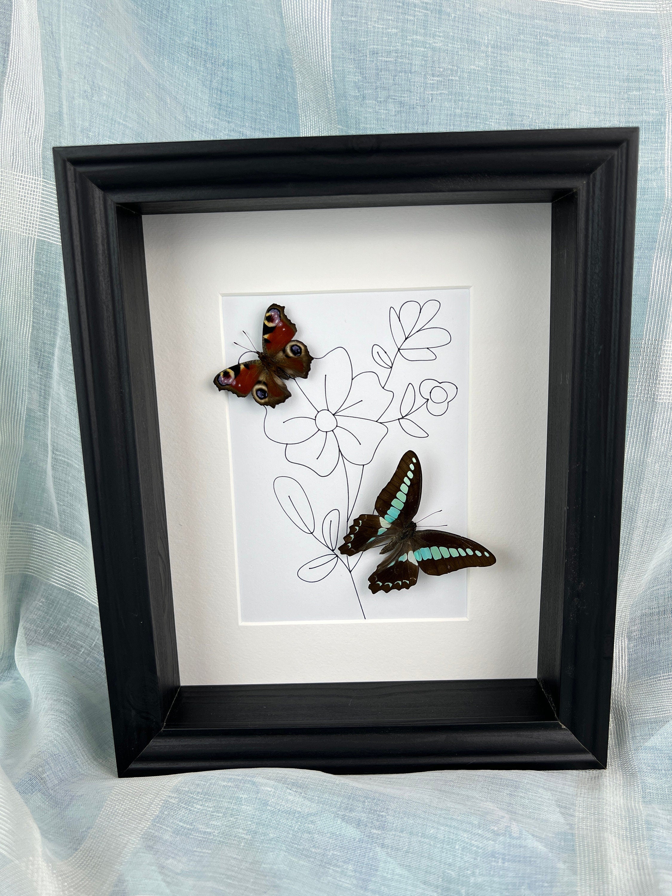 Aglais Io et Graphium Sarpedon dans un cadre