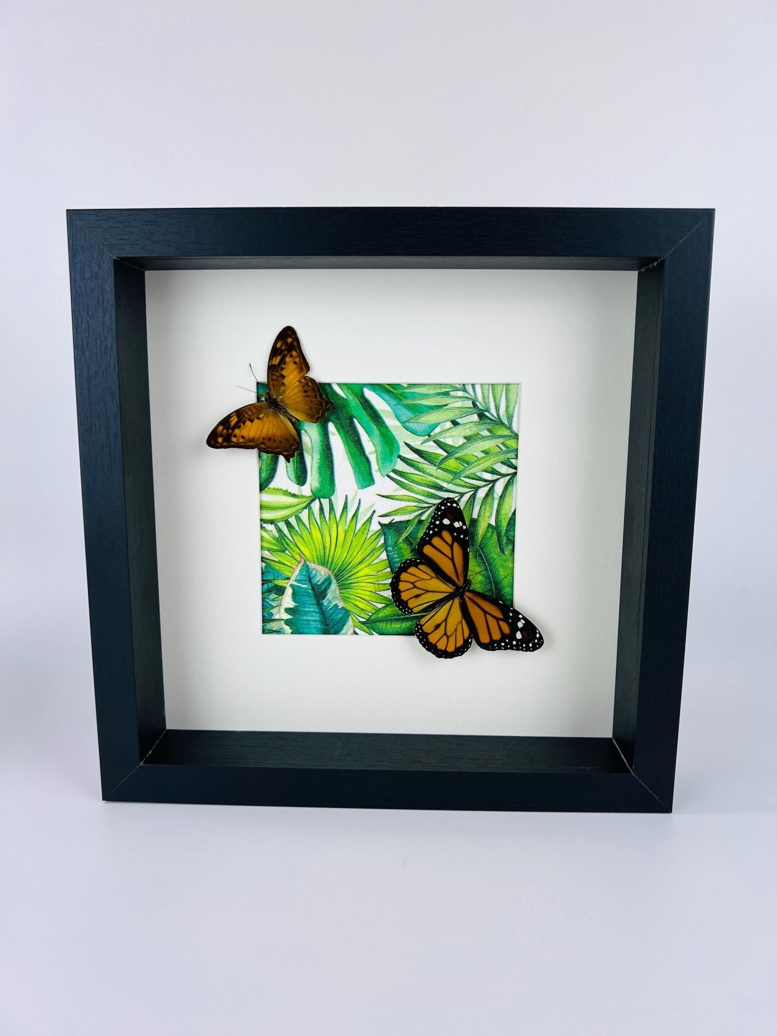 Vagrans Egista en Danaus Plexippus in lijst by KEY LIME STORE