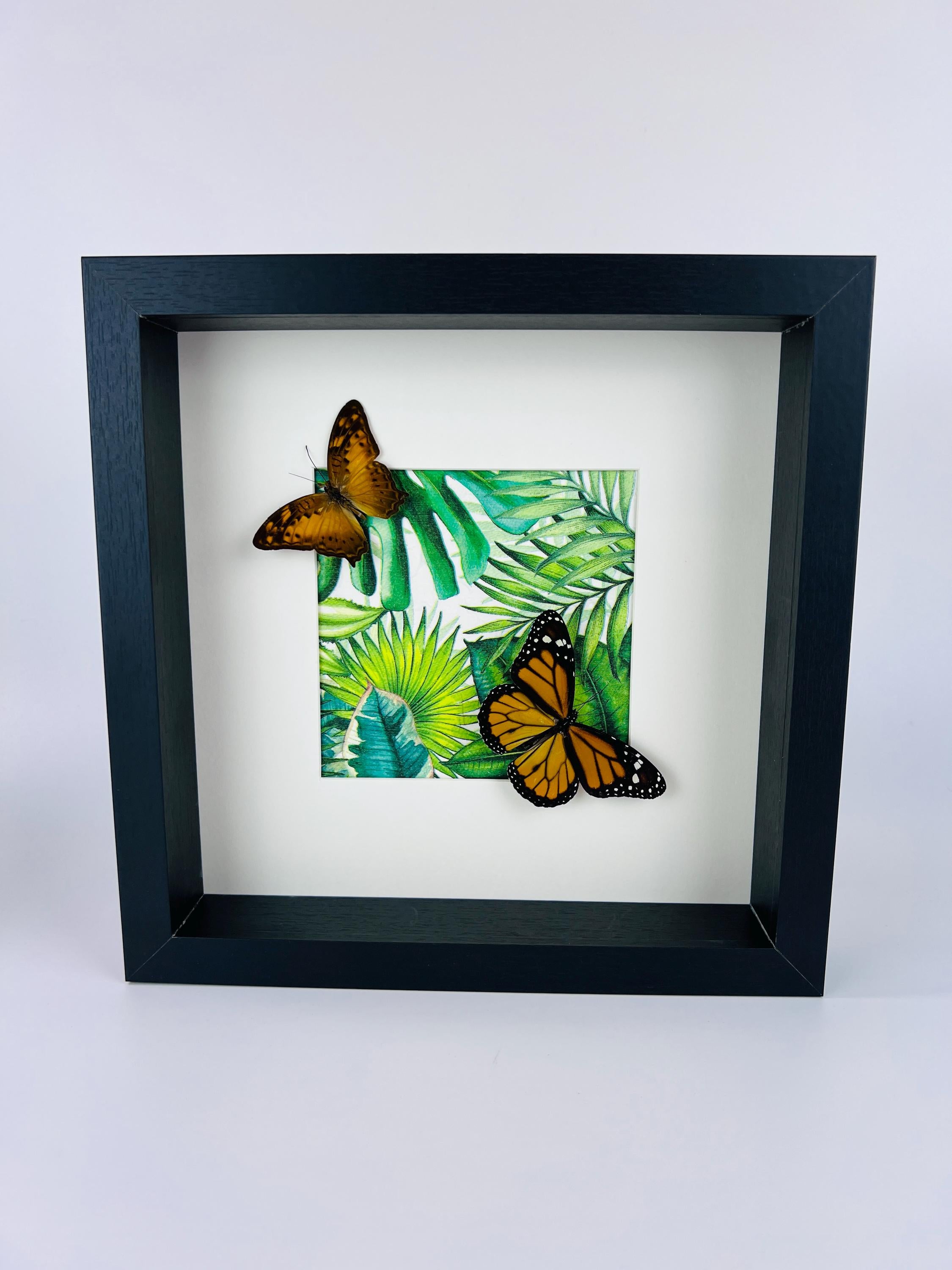 Vagrans Egista und Danaus Plexippus im Rahmen