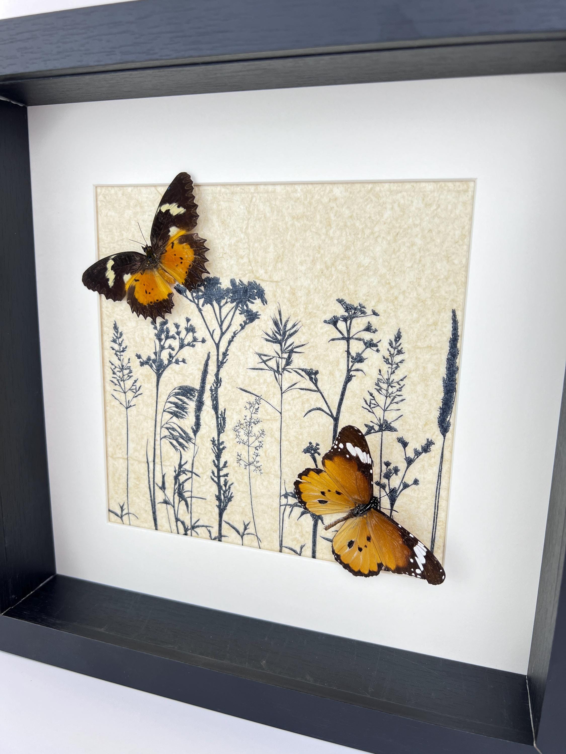 Cethosia hypsea und Danaus chrysippus in einem Rahmen